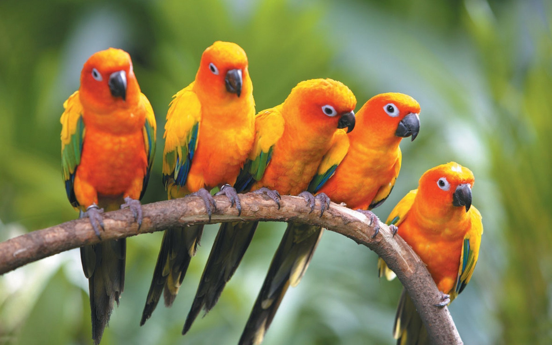 You don't have to Tweet, Tweet Tweet, Tweet Tweet