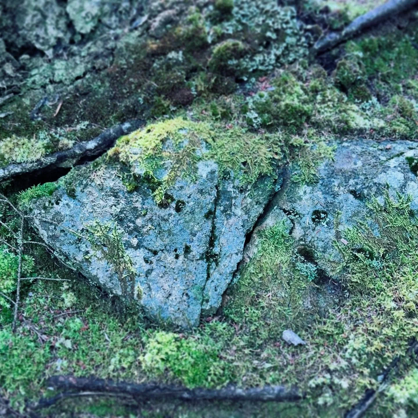 the mutuality of moss and water. isn't this the way we love, the way love propels our own unfolding? we are shaped by our affinity for love, expanded by its presence and shrunken by its lack.

robin wall kimmerer
gathering moss