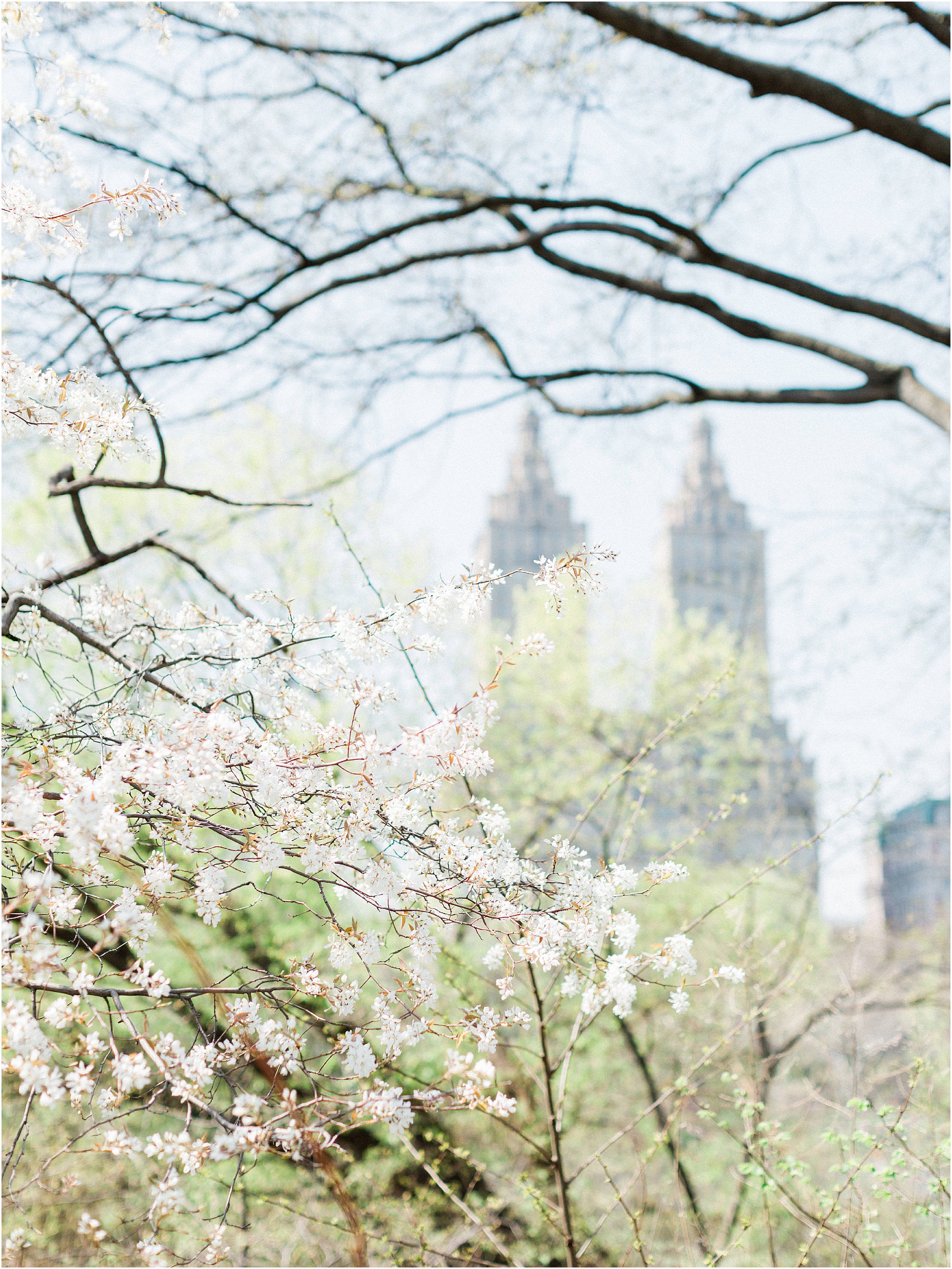 JeremiahRachelPhotography_CentralPark_NYC_SpringtimeBloom_EngagementSession0009.JPG