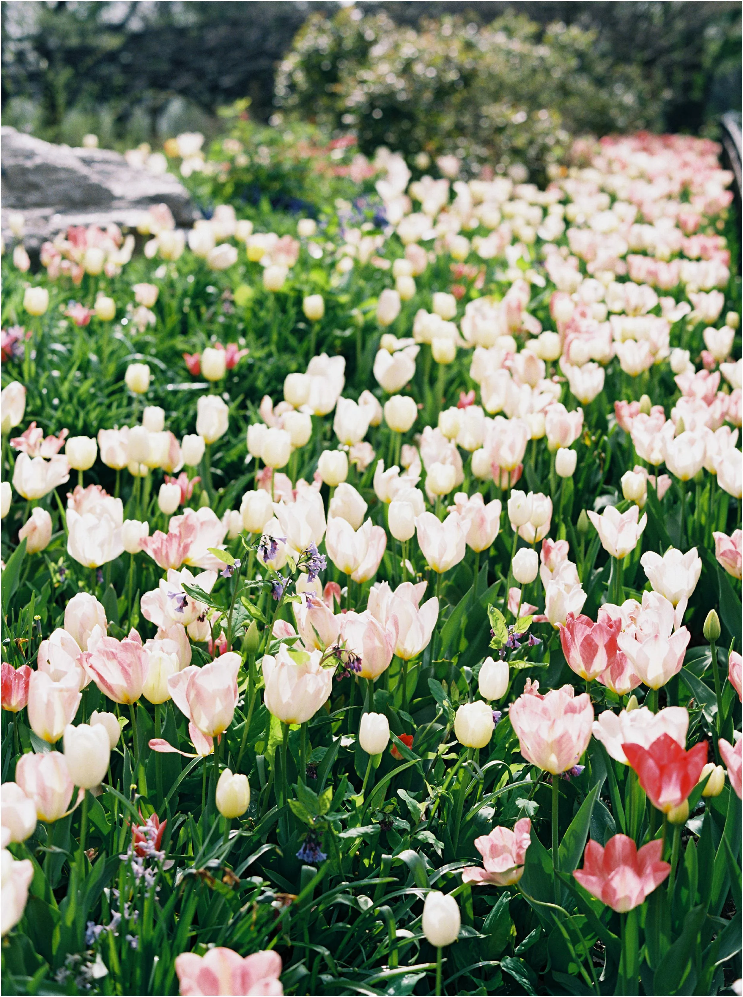 JeremiahRachelPhotography_CentralPark_NYC_SpringtimeBloom_EngagementSession0025.JPG