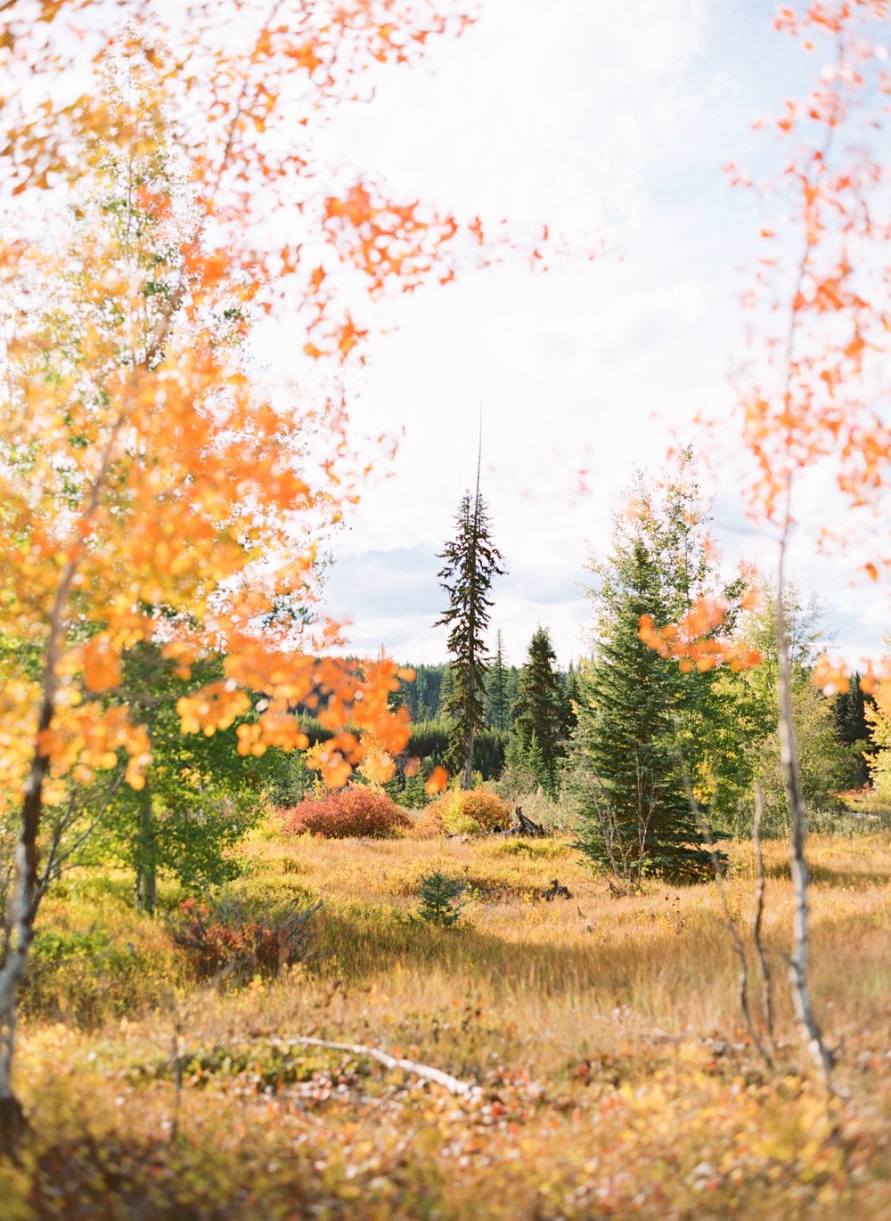 04_Fall in glacier national park on Medium format film.jpg