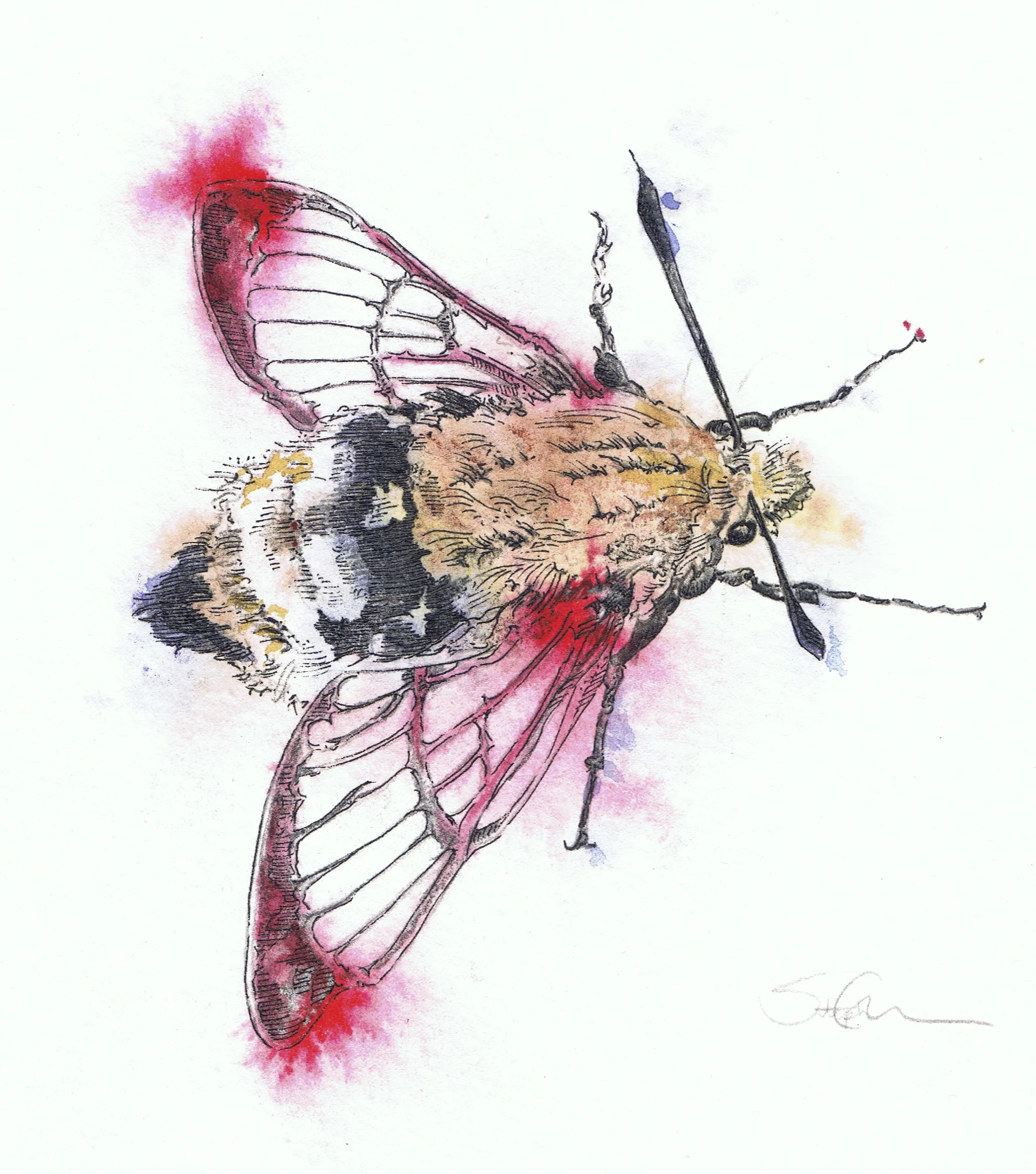 Hummingbird Moth 2