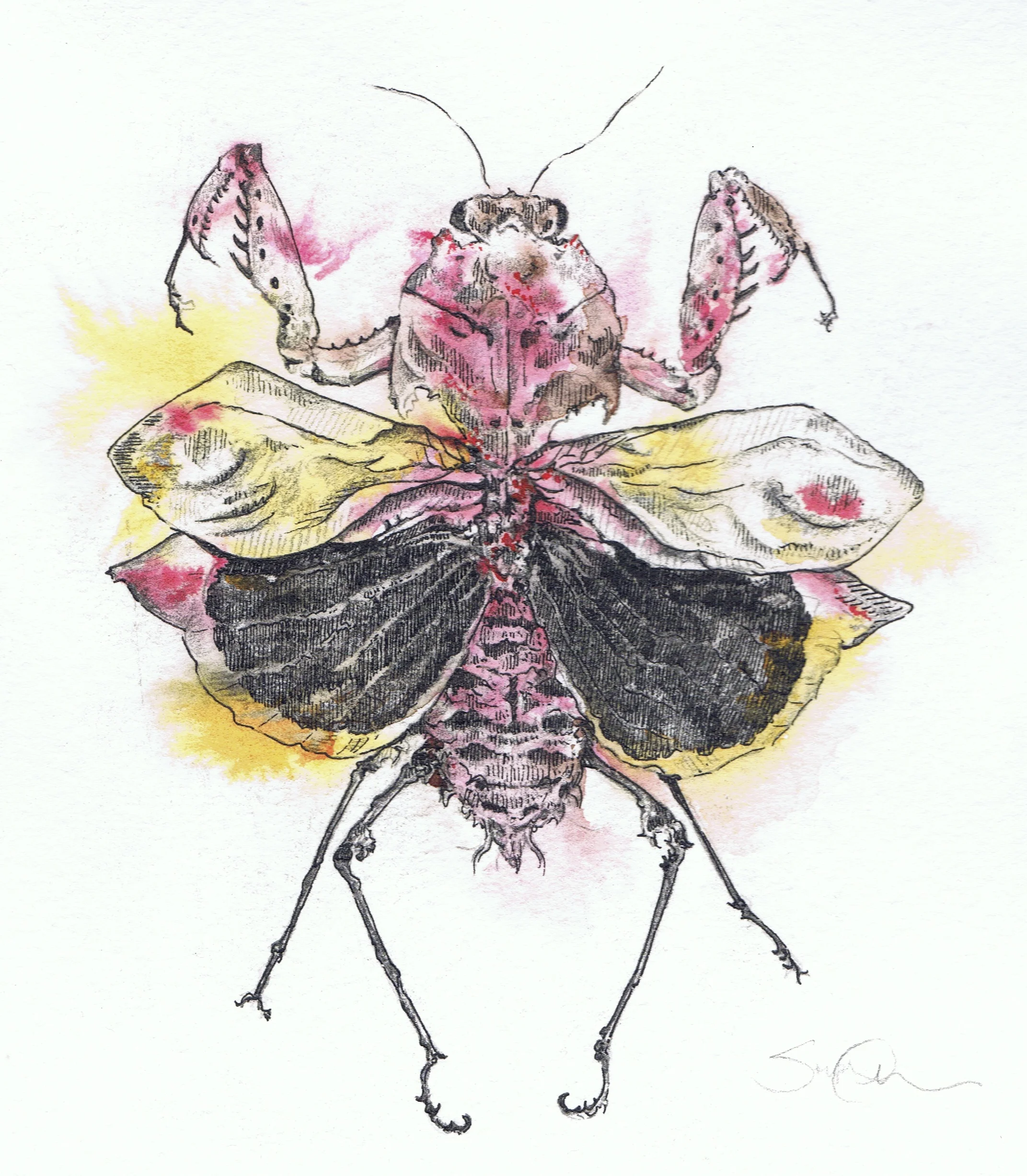 Mantis 1
