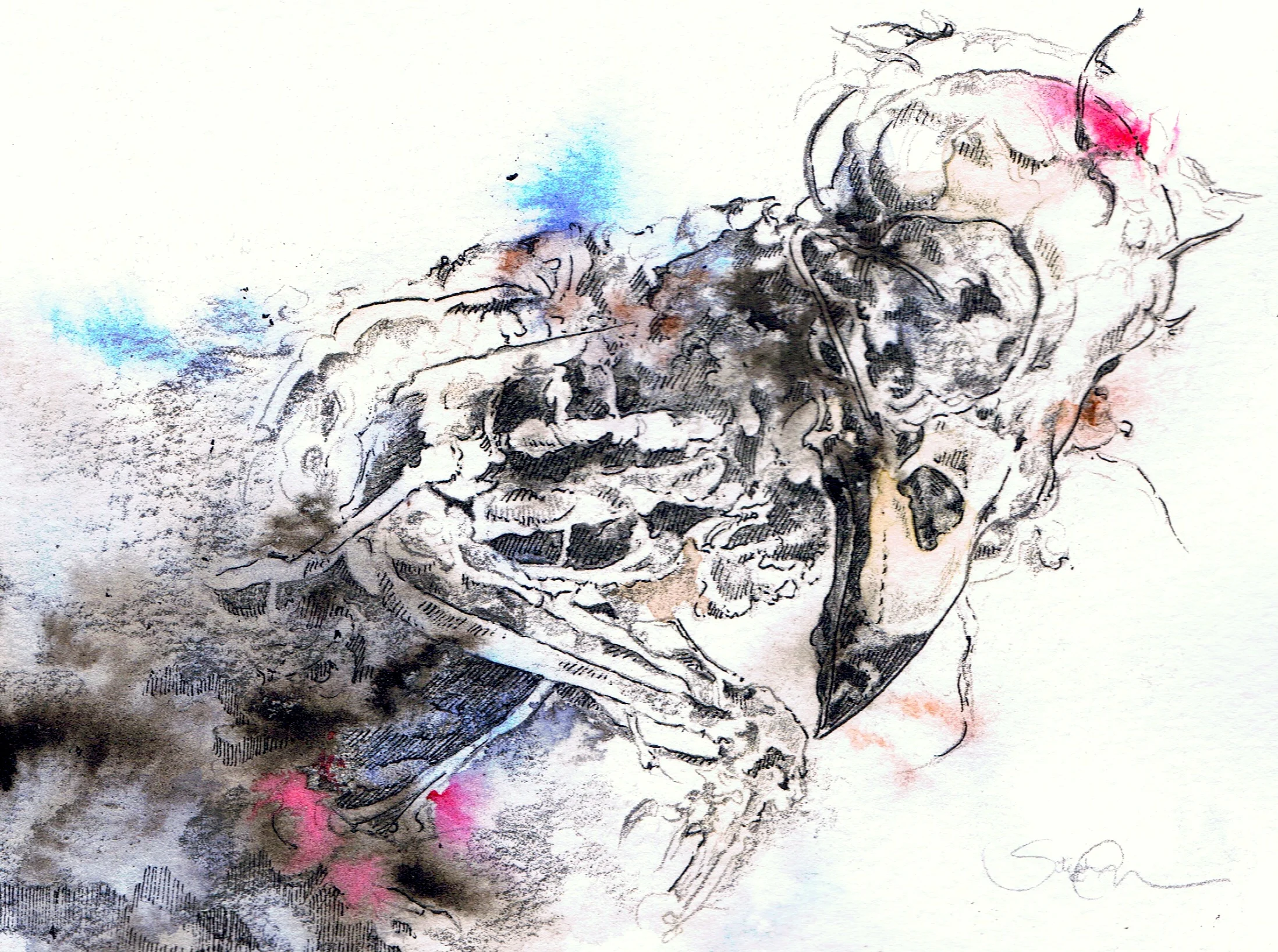 Bird Skeleton