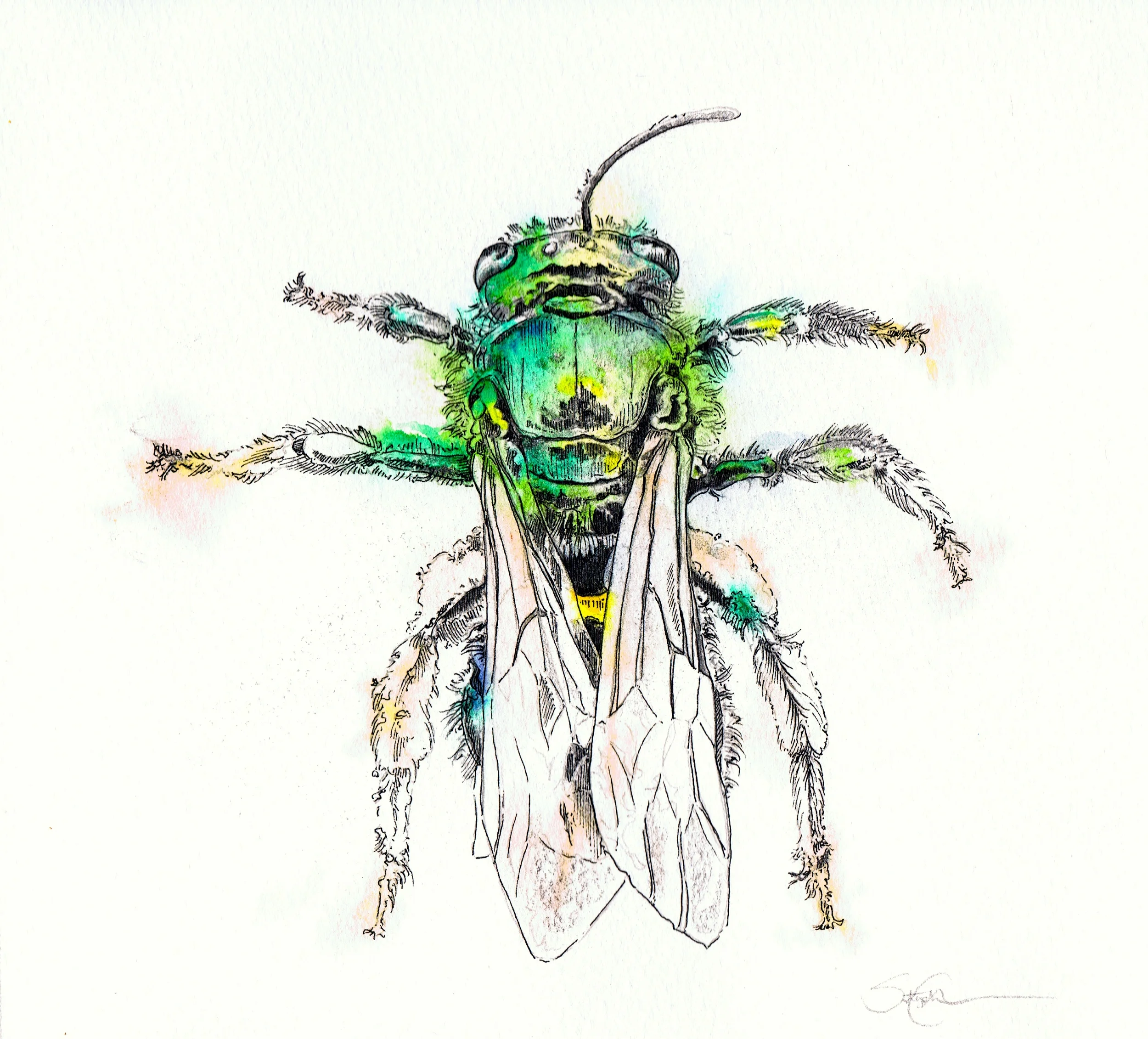Green Bee