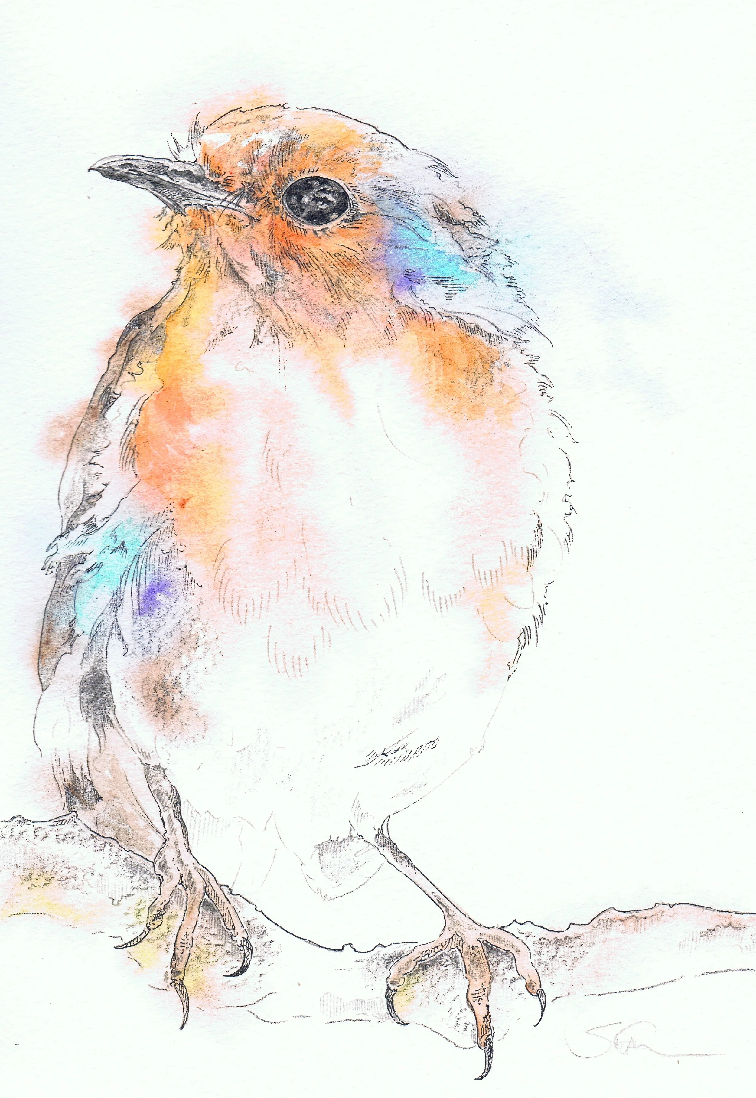 Robin
