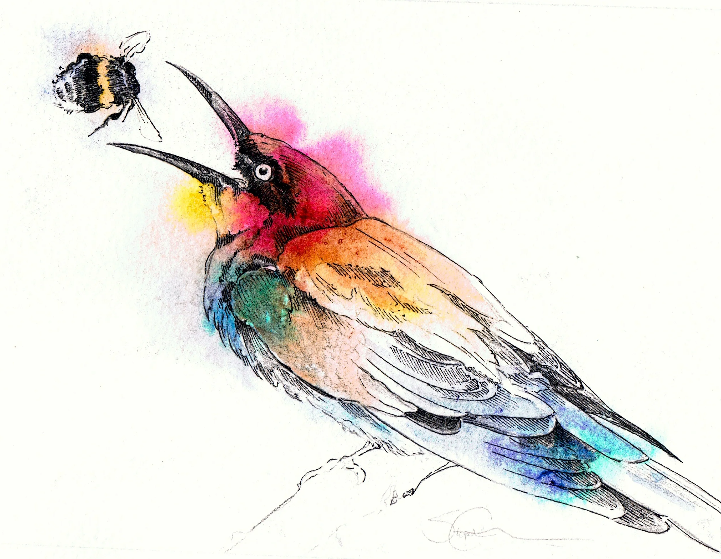 Bee Eater