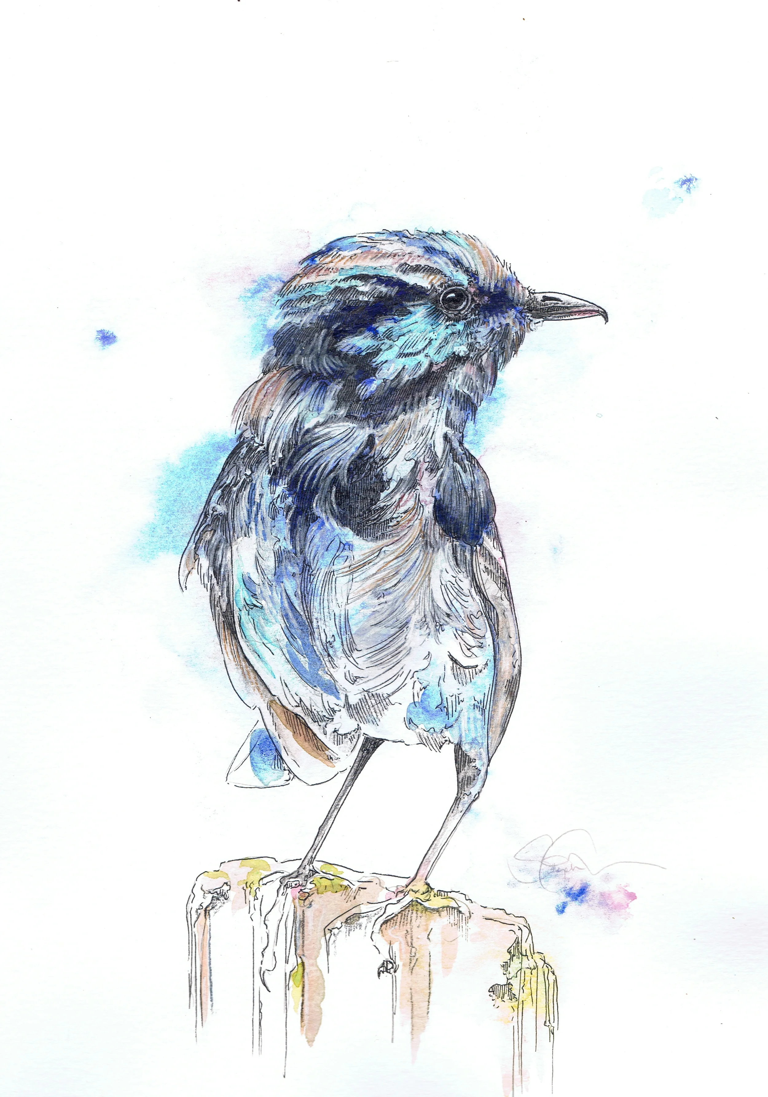 Blue Wren