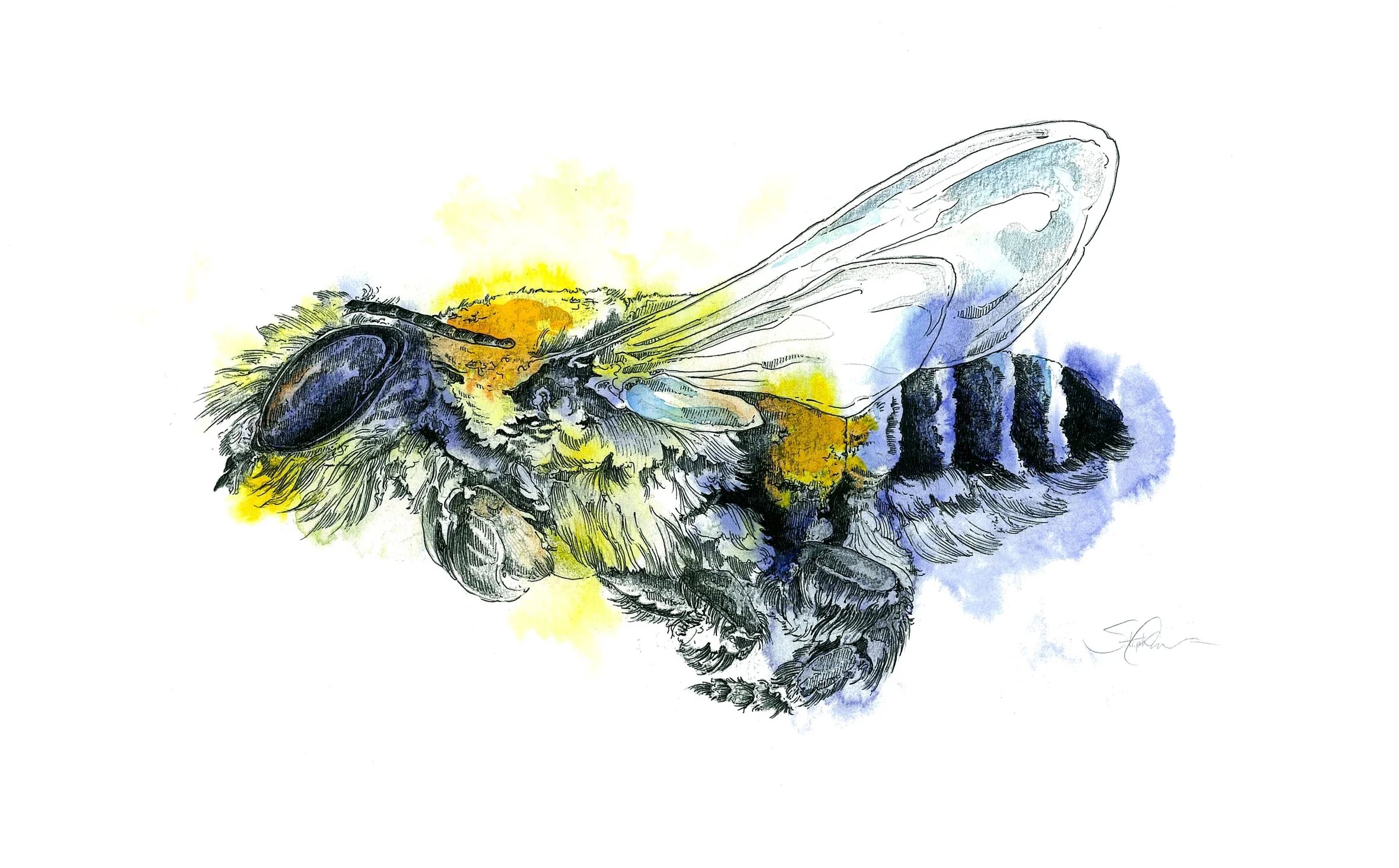 Honey Bee