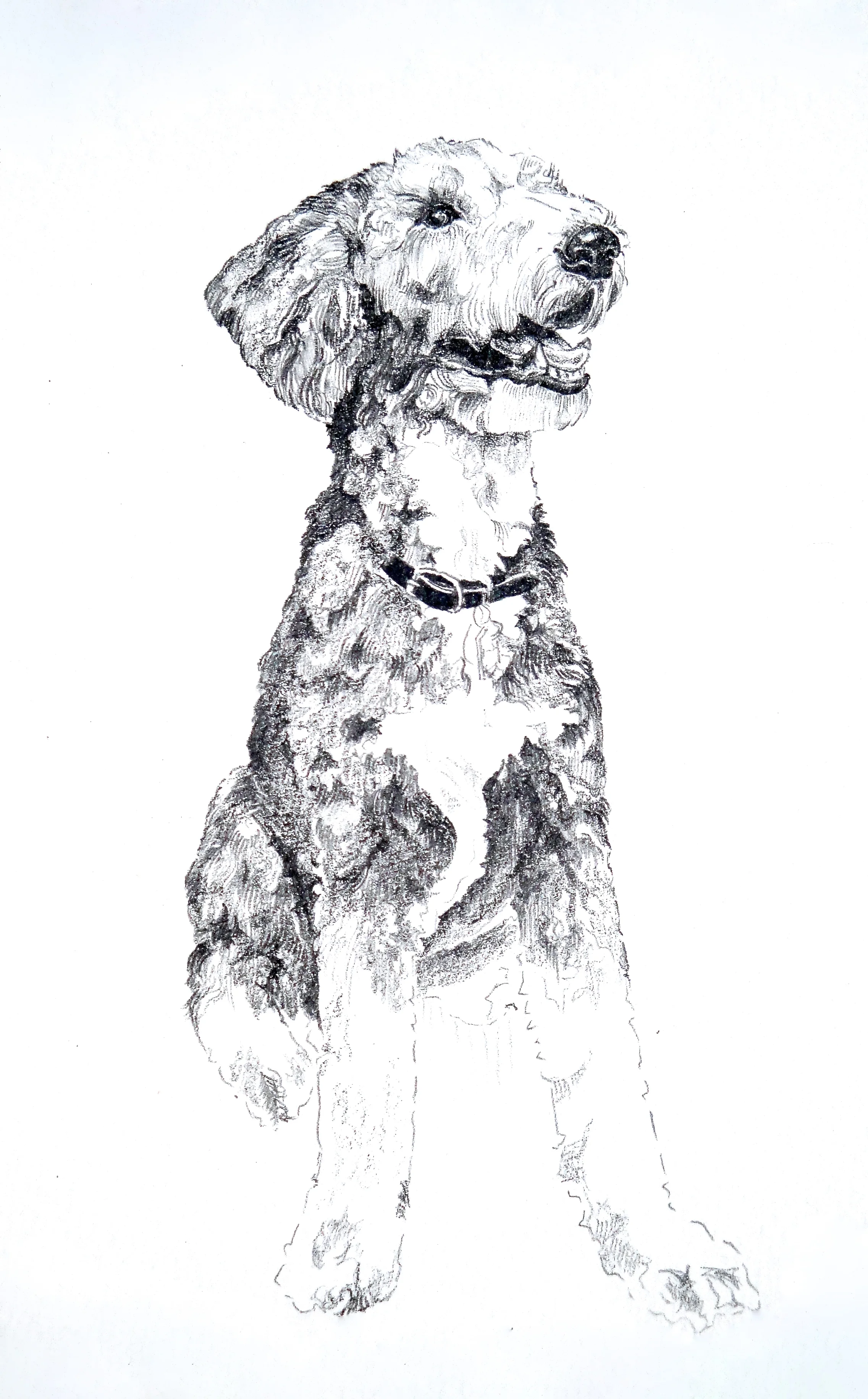 Molly 1 (sketch)