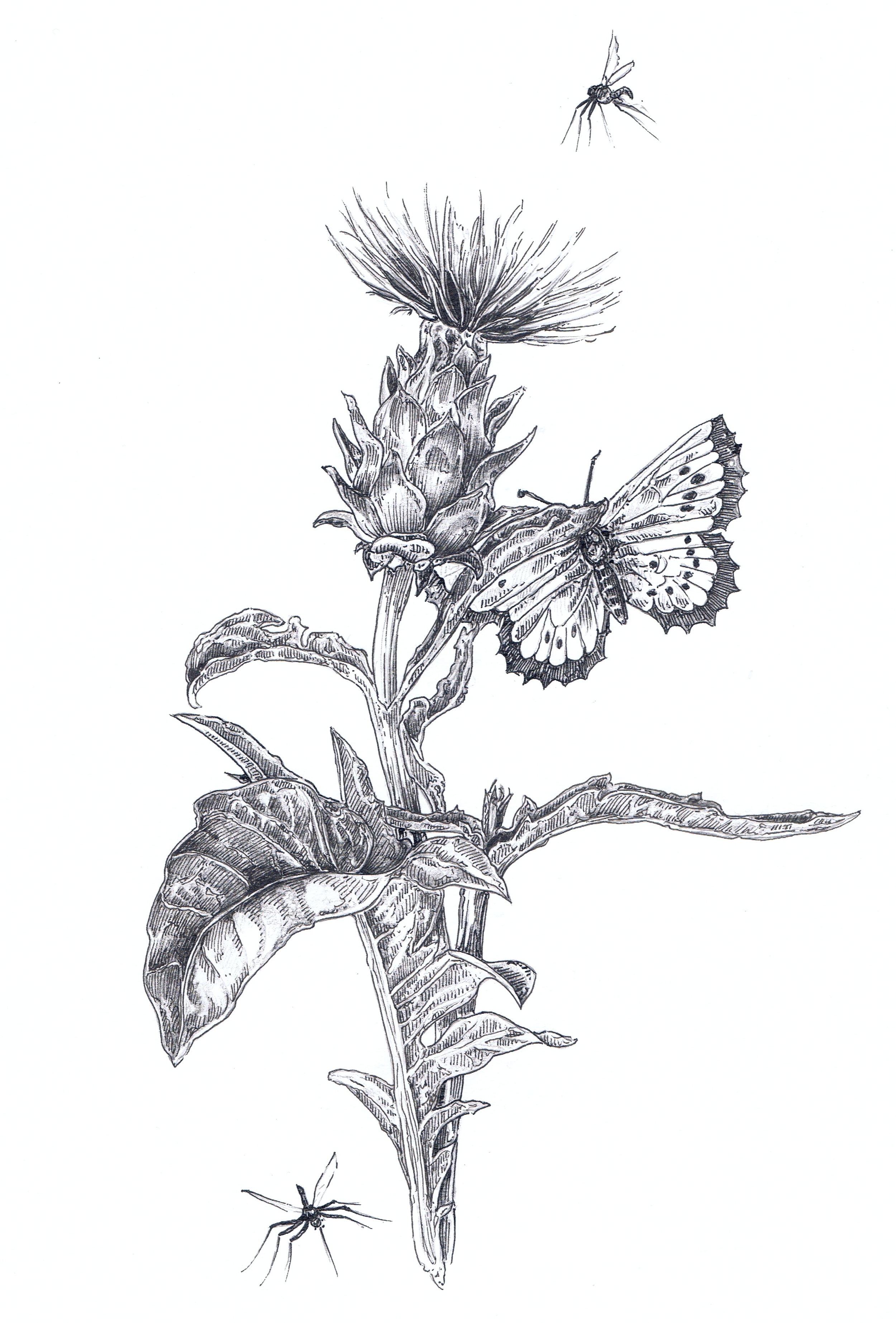 Cardoon