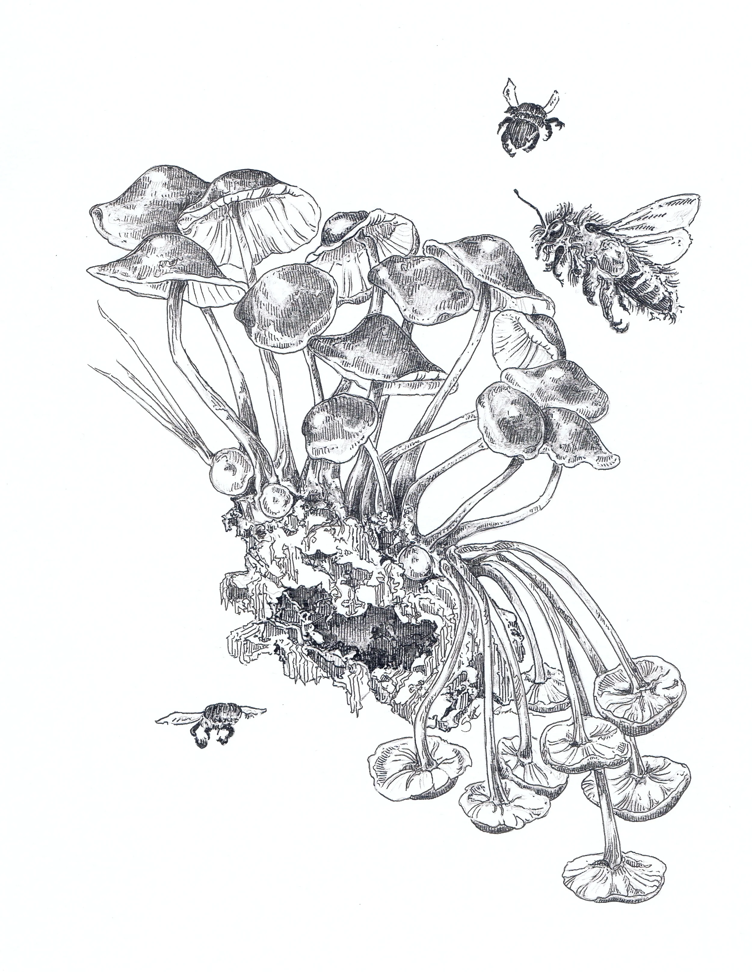 Cluster