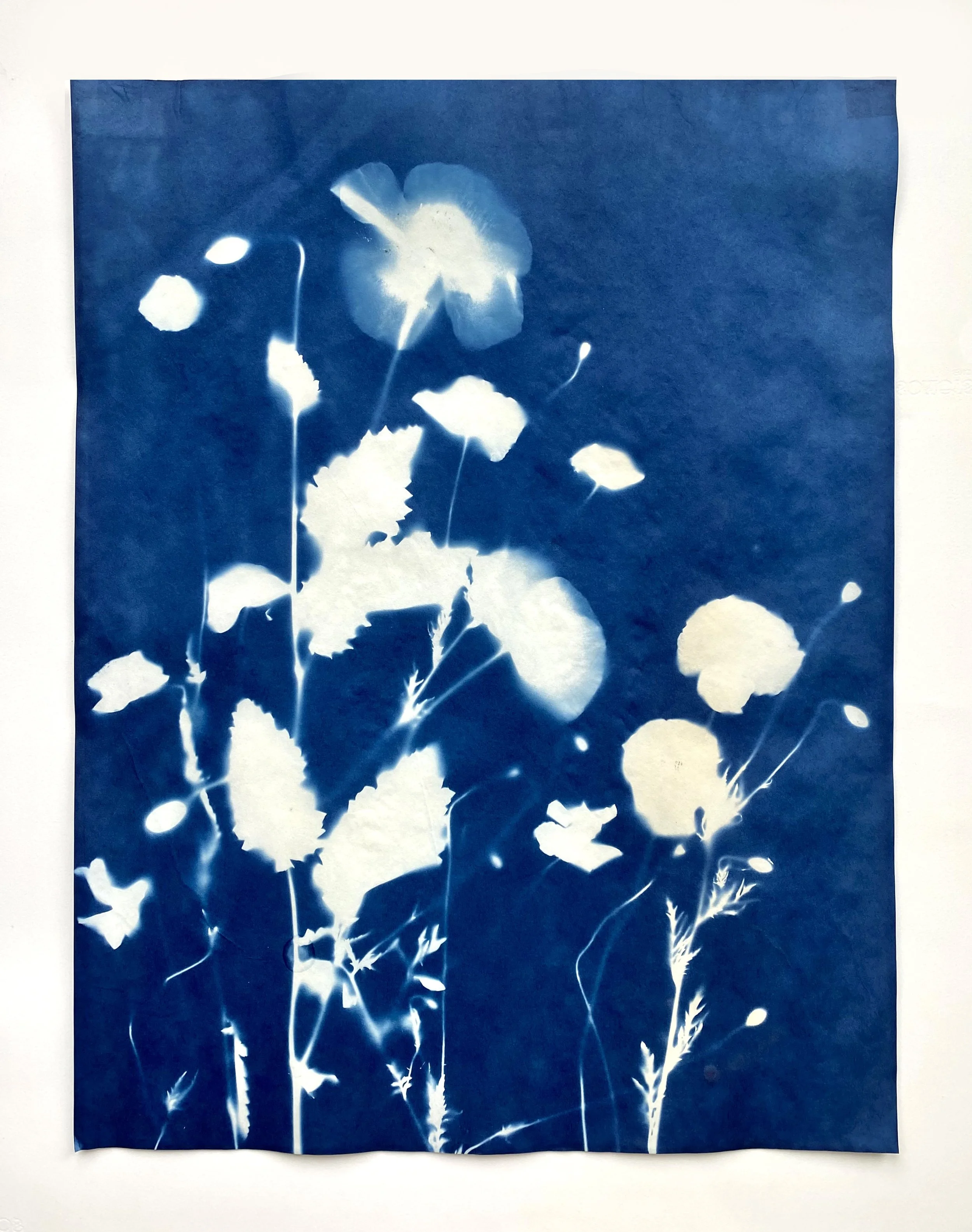 June poppies, II