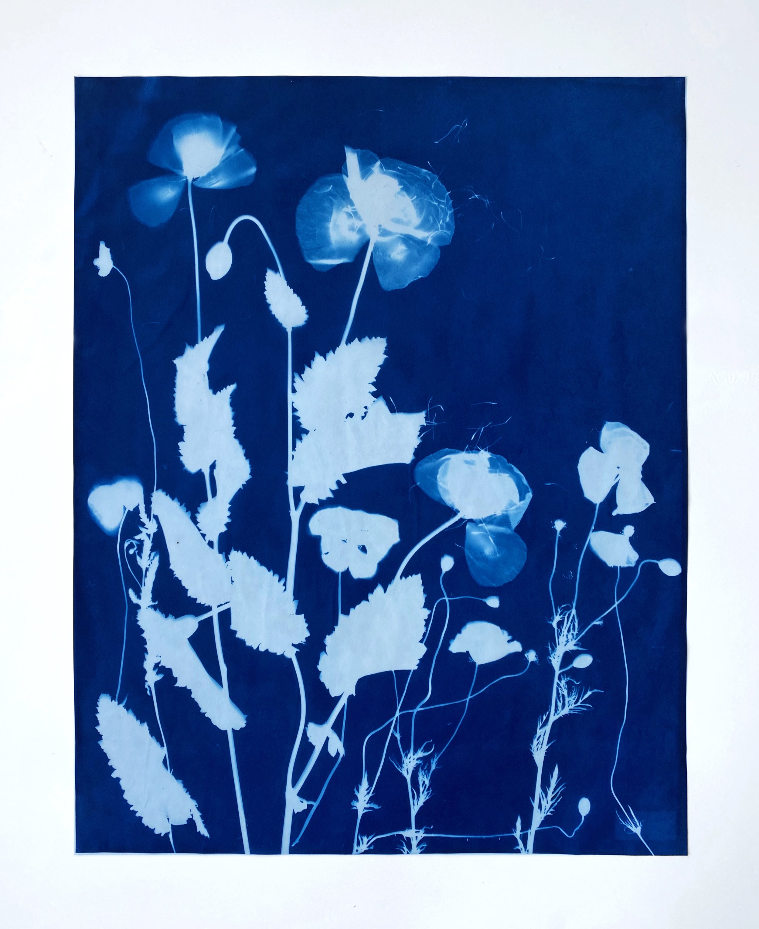 June poppies, I