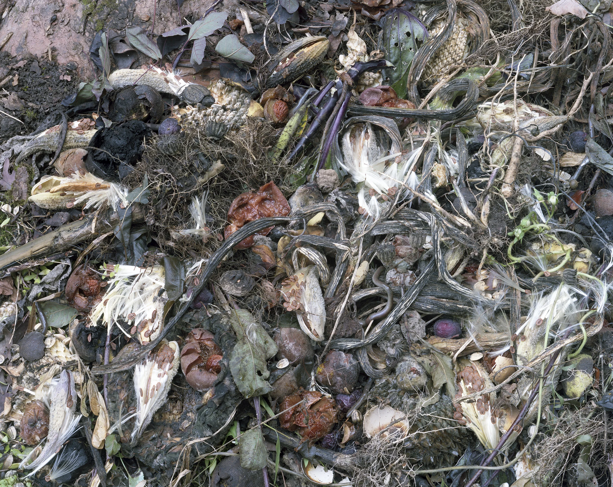 Fallen Nº 510, 2014 22 x 27"