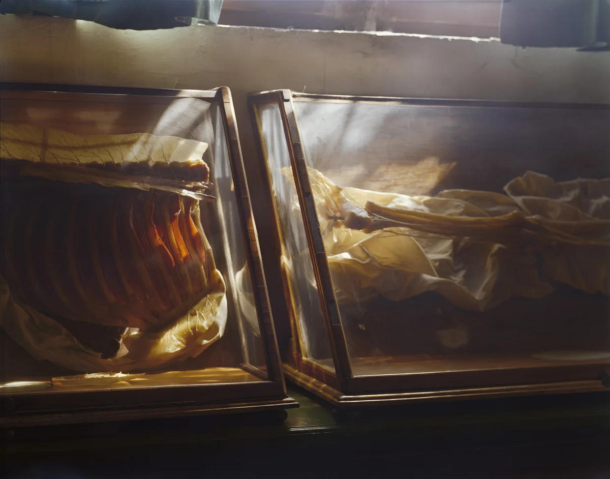 Wax Bodies Nº21 2006 15 x 18" 