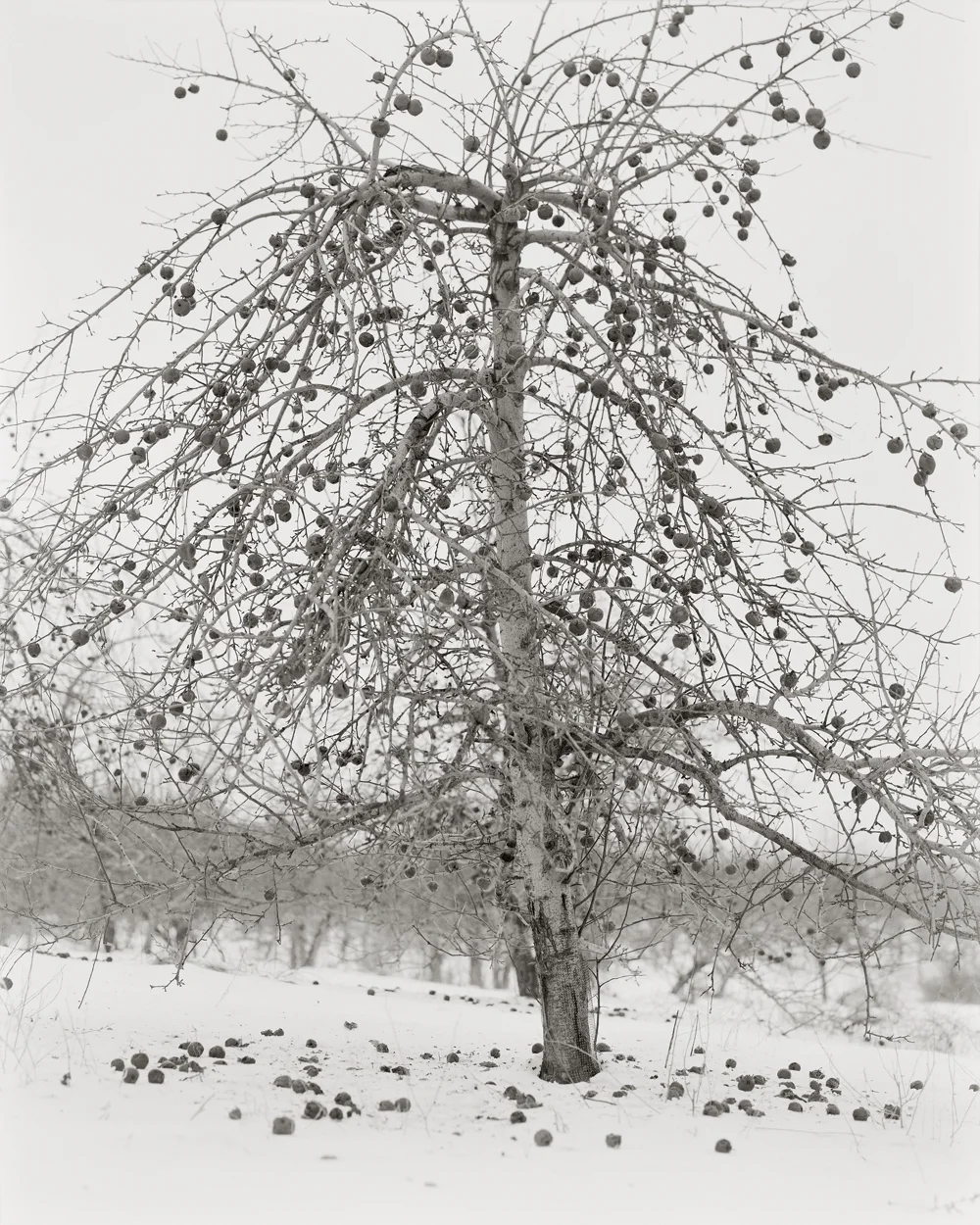 Fruitless Nº 1, platinum/palladium print, 4 3/4 x 3 3/4", pigment print, 50 x 40" Fruitless 2005-2010 Fruitless is composed of photographs of fruit trees in the Hudson Valley region in New York State near where I live. I often photograph the s