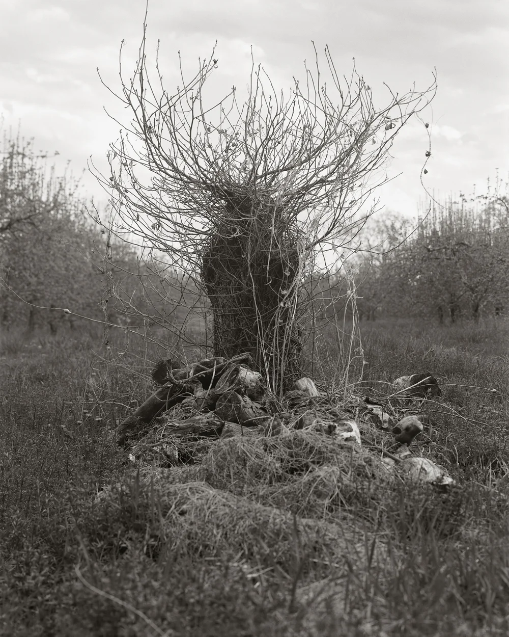 Fruitless Nº176, platinum/palladium print, 4 3/4 x 3 3/4", pigment print, 50 x 40"