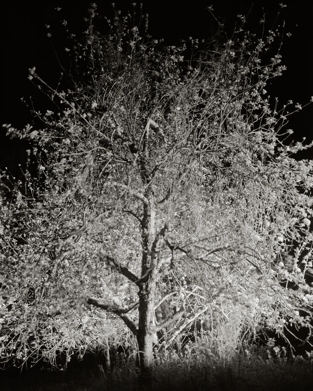 Fruitless Nº337, platinum/palladium print, 4 3/4 x 3 3/4", pigment print, 50 x 40"