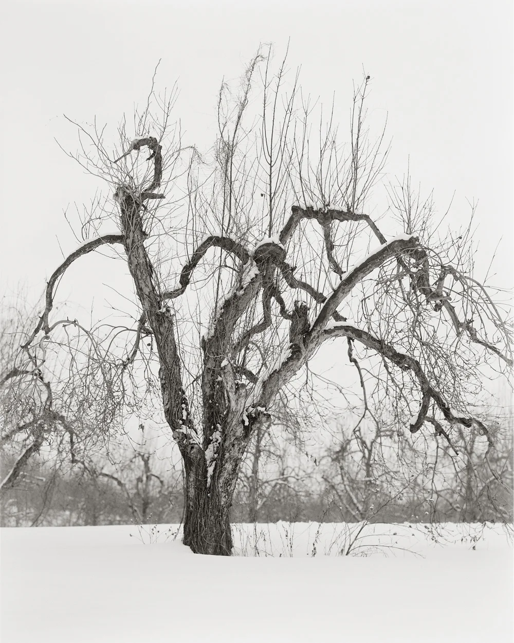 Fruitless Nº223, platinum/palladium print, 4 3/4 x 3 3/4", pigment print, 50 x 40"