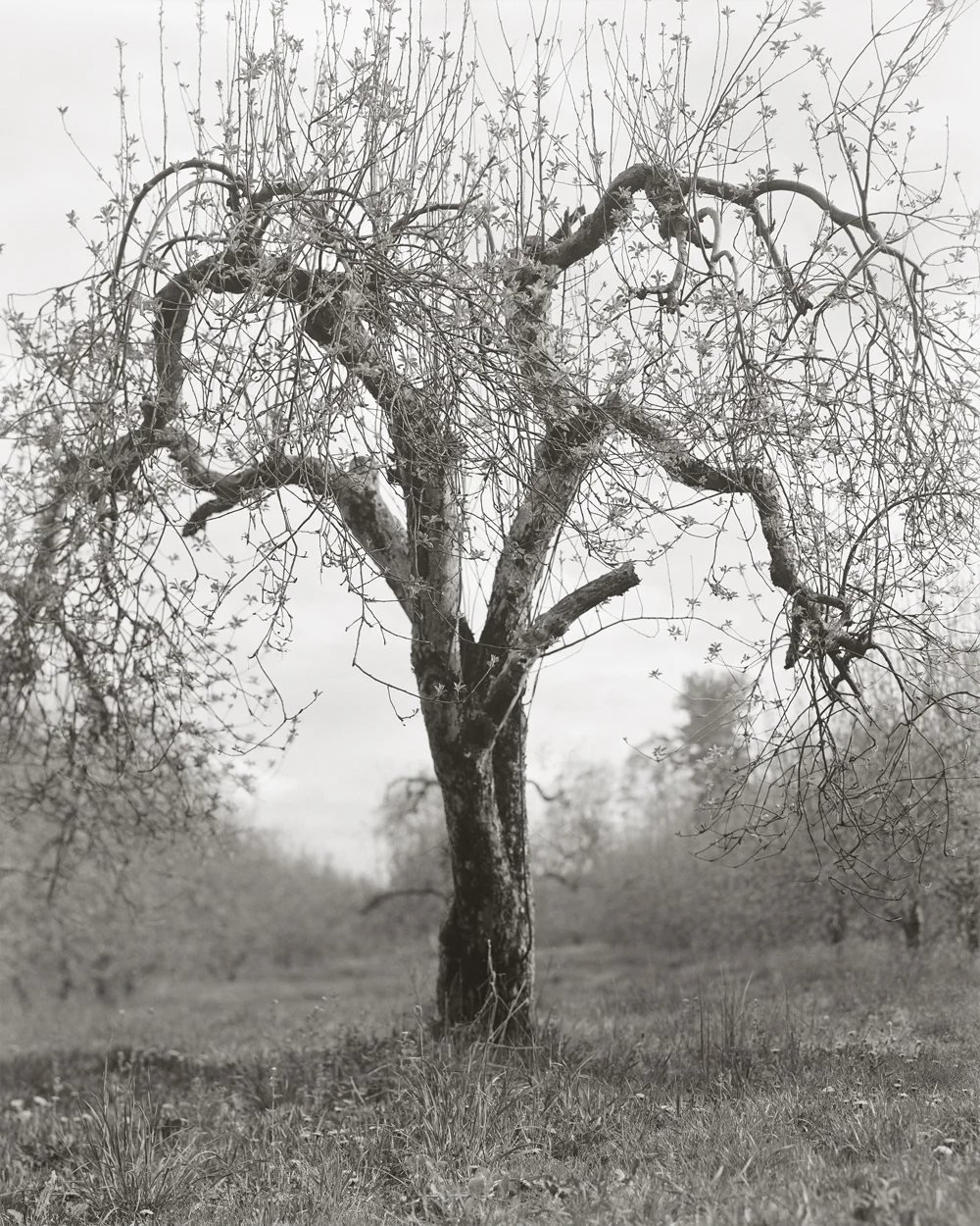 Fruitless Nº172, platinum/palladium print, 4 3/4 x 3 3/4", pigment print, 50 x 40"