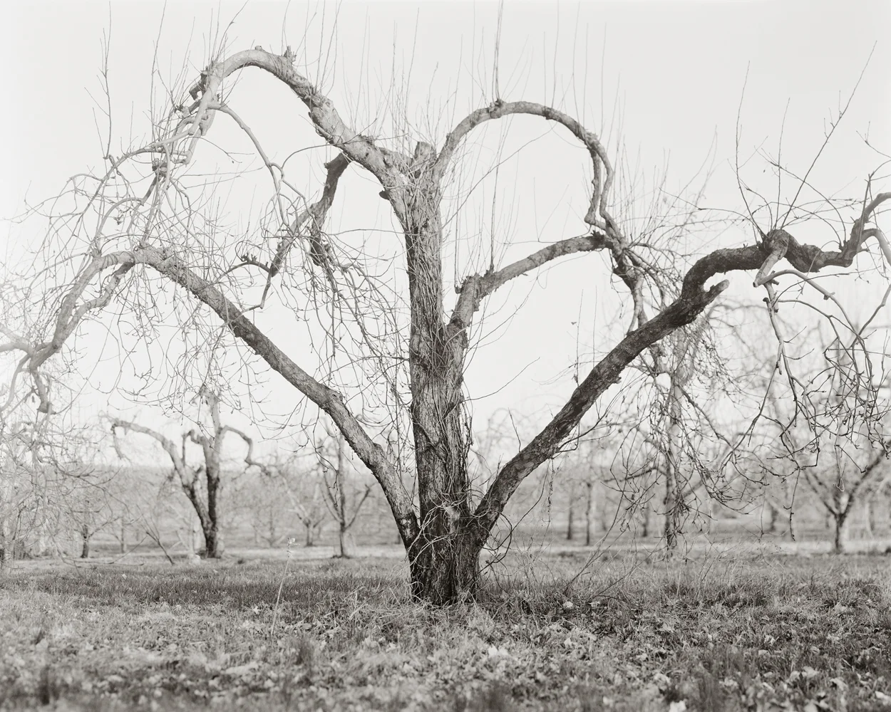 Fruitless Nº48, platinum/palladium print, 4 3/4 x 3 3/4", pigment print, 50 x 40"