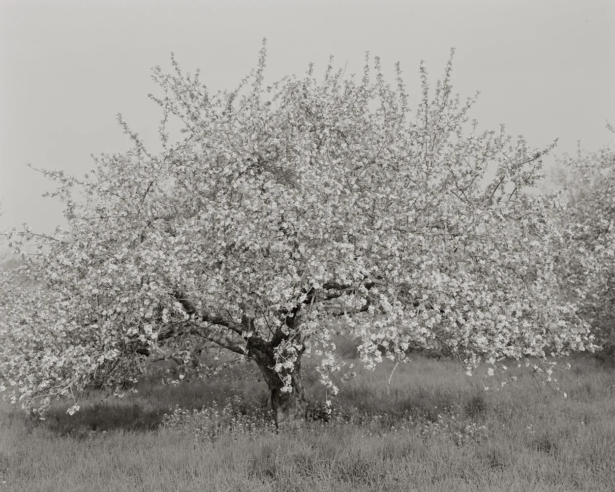 Fruitless Nº89 (Nº13), platinum/palladium print, 4 3/4 x 3 3/4", pigment print, 50 x 40"