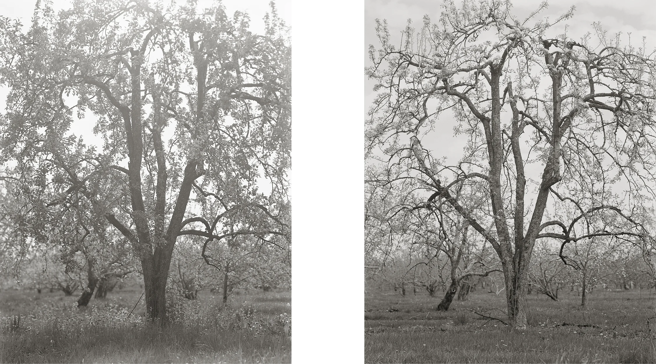 Fruitless Nº271 and Fruitless Nº168 (Nº28), platinum/palladium print, 4 3/4 x 3 3/4", pigment print, 50 x 40"