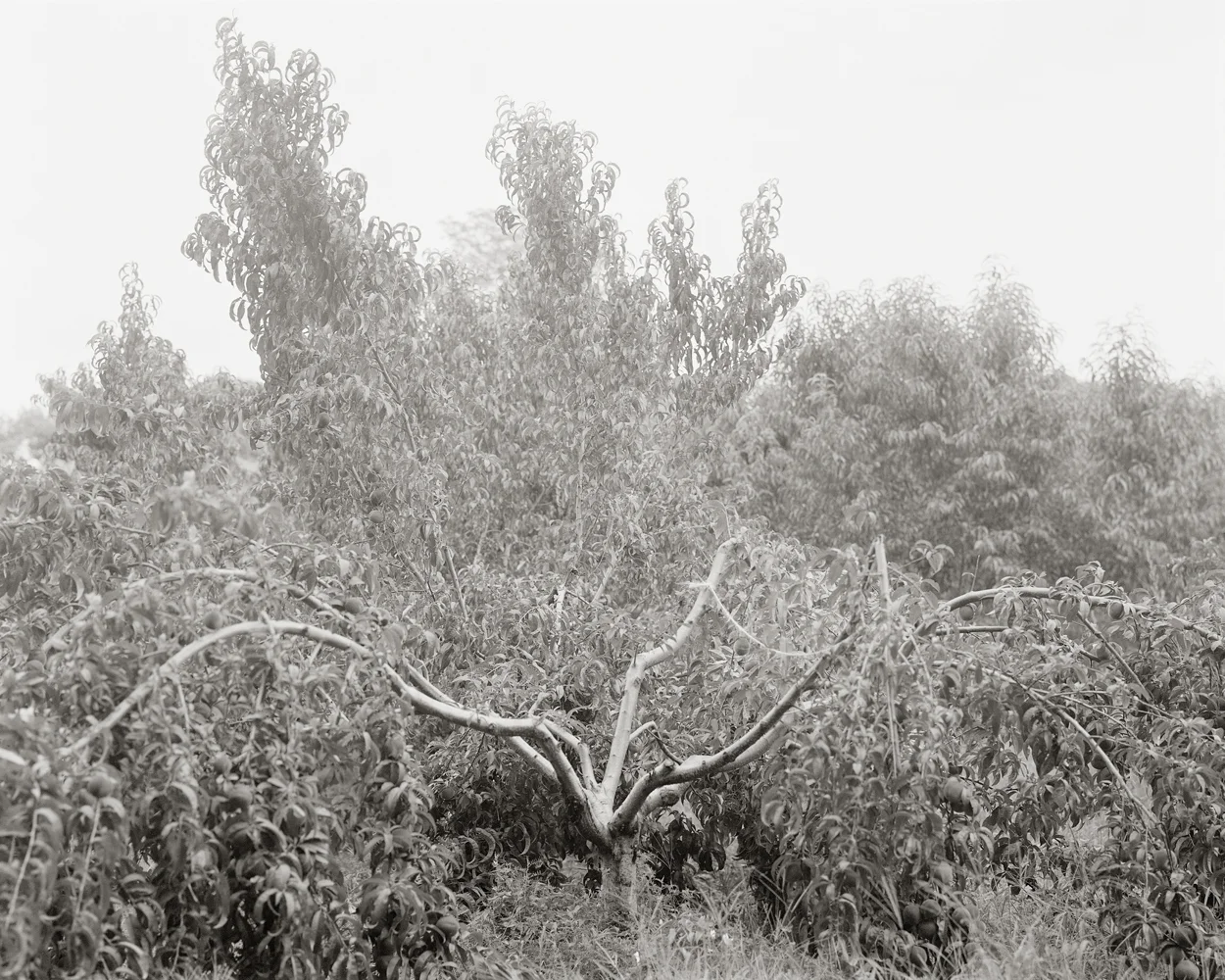 Fruitless Nº113, platinum/palladium print, 4 3/4 x 3 3/4", pigment print, 50 x 40"