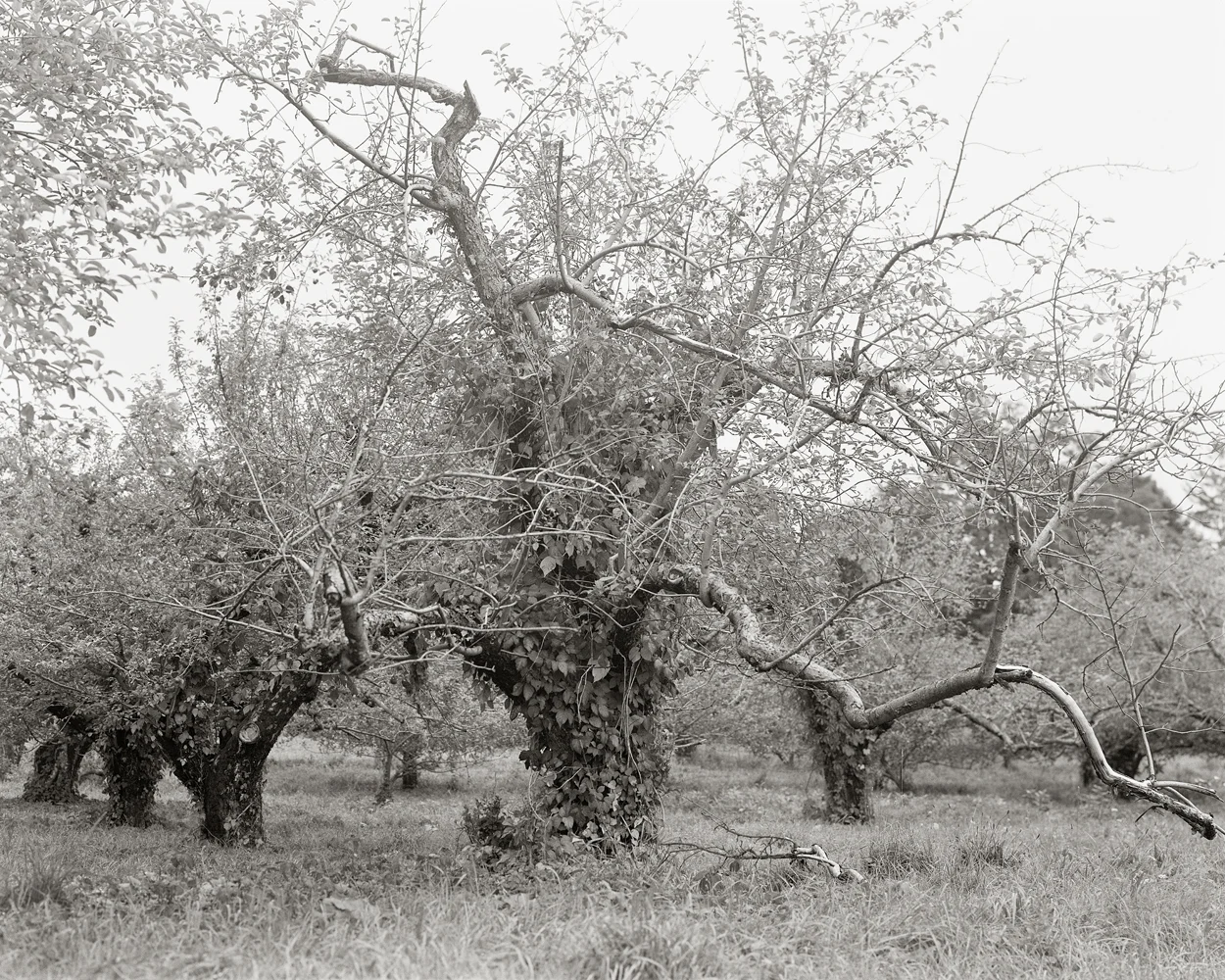 Fruitless Nº300, platinum/palladium print, 4 3/4 x 3 3/4", pigment print, 50 x 40"