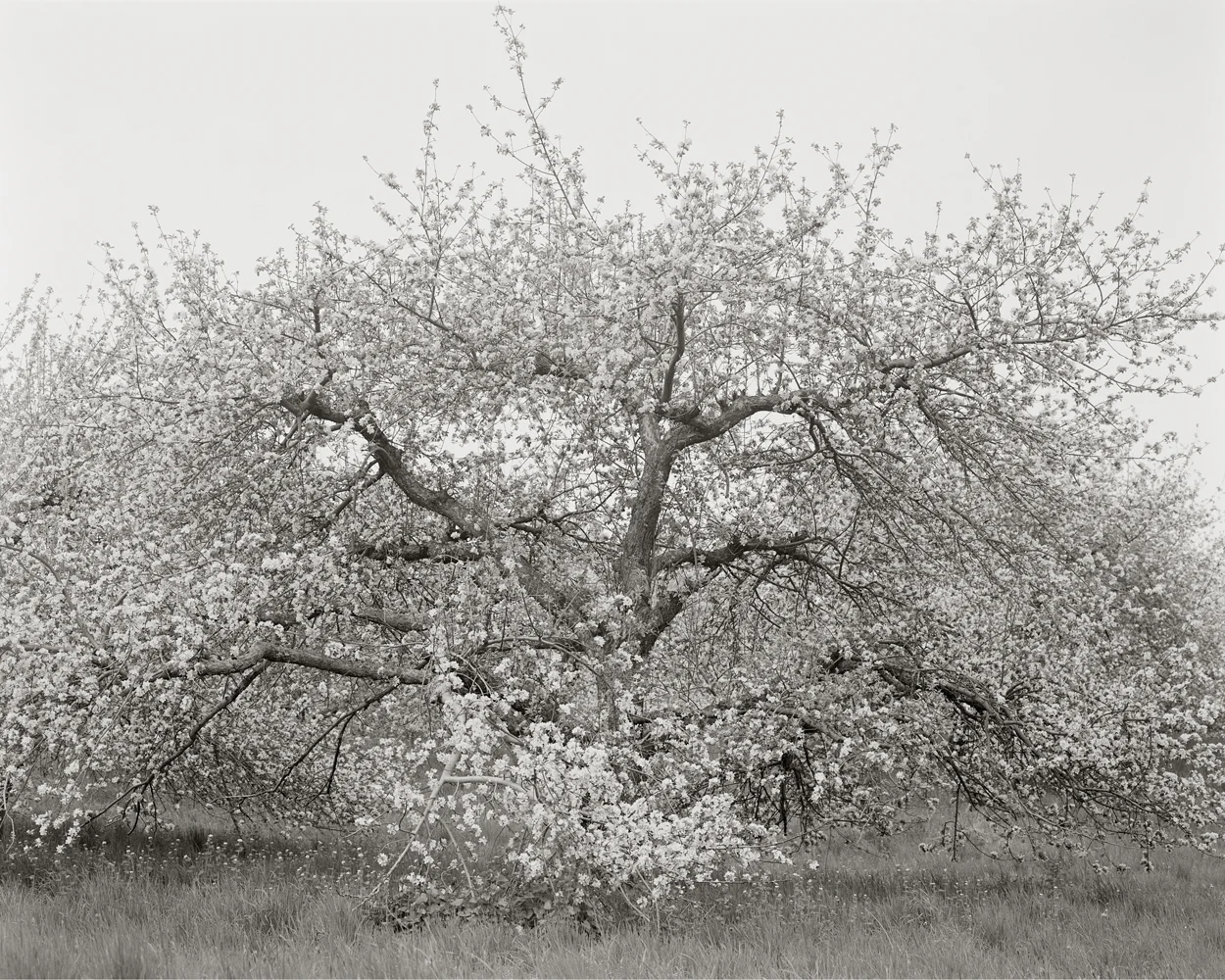 Fruitless Nº183, platinum/palladium print, 4 3/4 x 3 3/4", pigment print, 50 x 40"