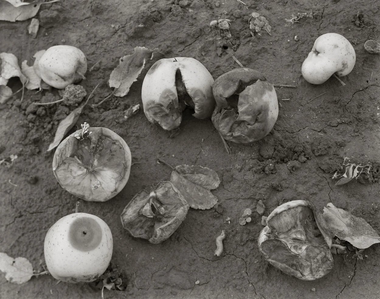 Fruitless Nº205, platinum/palladium print, 4 3/4 x 3 3/4", pigment print, 50 x 40"