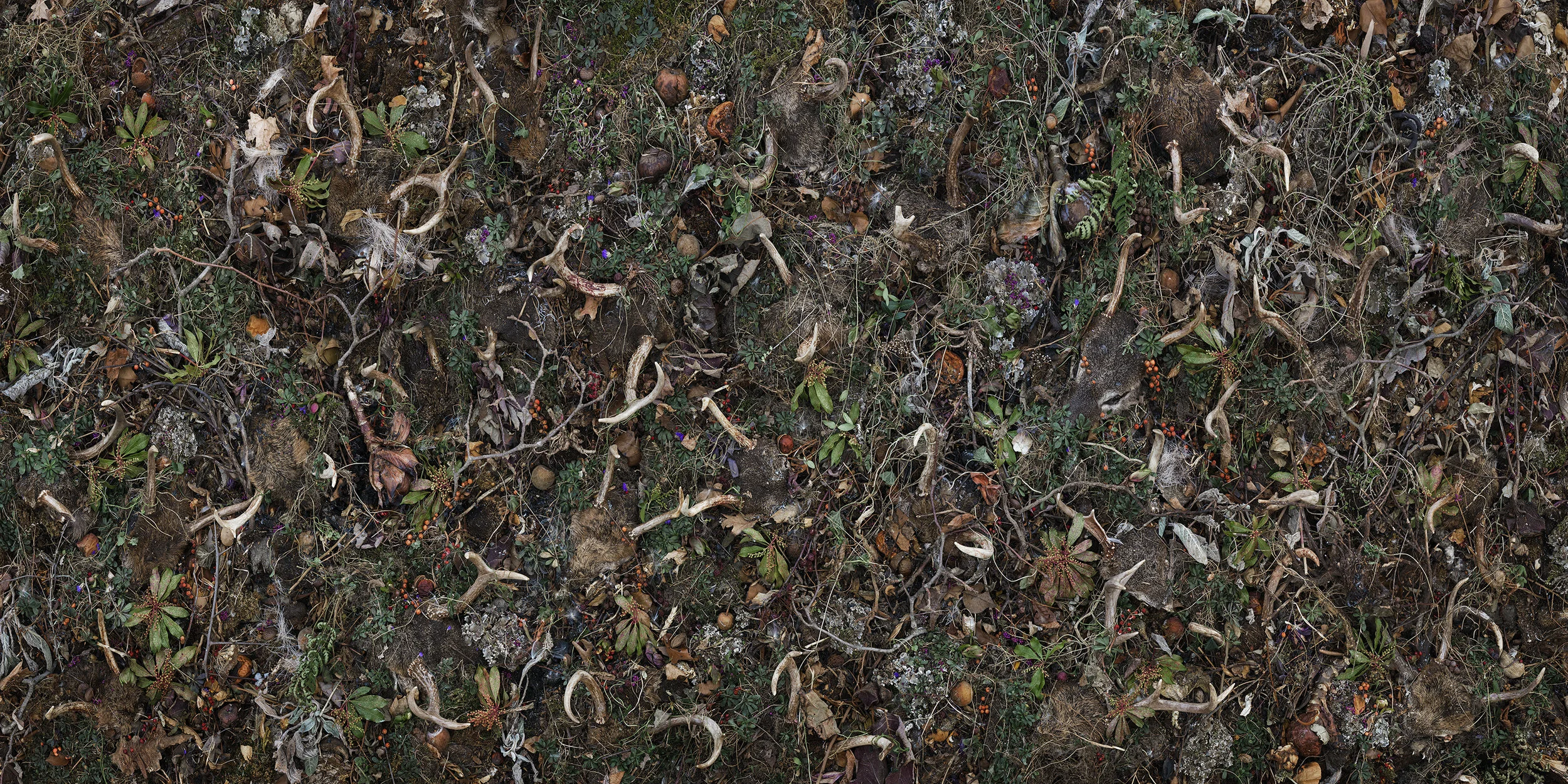 Woven Nº 17, 62 x 124” 2016 “The large-scale images of flora and fauna in Tanya Marcuse's new project, 'Woven,' are reminiscent of medieval tapestries. The 'natural' world that Marcuse depicts is in fact painstakingly crafted. The result is neither nature photography, nor a work of pure abstraction, but some commingling of the two.” - Dzana Tsomondo, PDN
