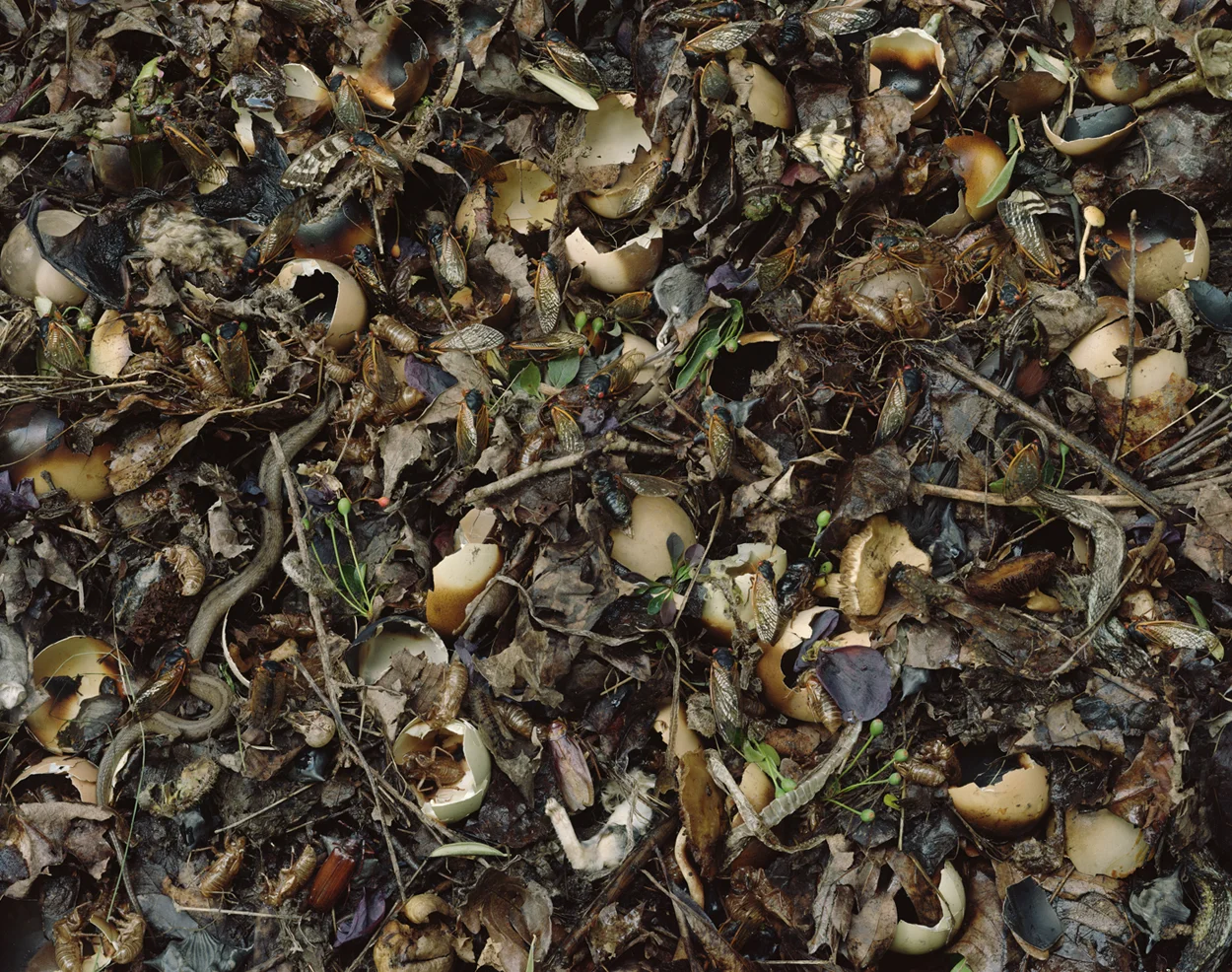 Fallen Nº 496, 62 x 77”, 2013 “At first glance, the New York photographer’s large, richly colored pictures of fruit rotting on the ground look like details of antique tapestries. Seesawing between the gorgeous and the grotesque, the work has more in common with Cindy Sherman’s mold and mucus landscapes. Marcuse’s densely packed images are just as wild and obsessive; despite their obvious, unnatural staging, they feel almost alarmingly out of control. Everything here is overripe and swarming. Cicadas, snakes, a bat, and a desiccated frog nestle among dead leaves, along with wrinkled, decaying apples as fleshy and pale as bloated corpses. -- Vince Aletti, The New Yorker”