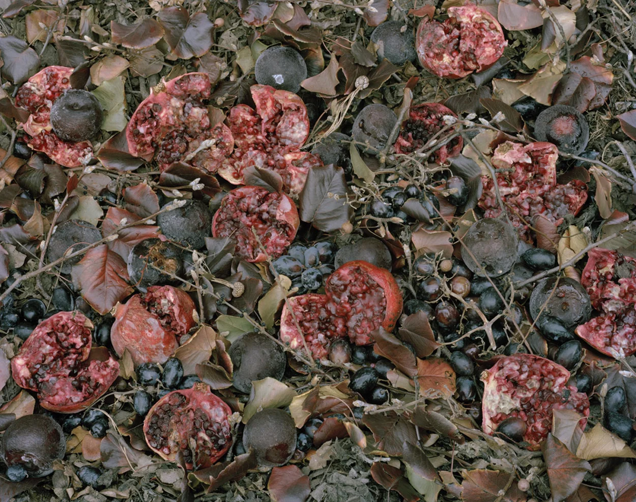 Fallen Nº 182, 36 x 44” 2011 “In 'Fallen No. 182' (2011) pomegranates, the ancient symbol of fecundity, lie split open and losing their seeds in a bed of grapes, plums and leaves—the reds, purples and greens reminiscent of Marie Cosindas’s palette, although the scale and subject are quite different.” - William Myers, The Wall Street Journal