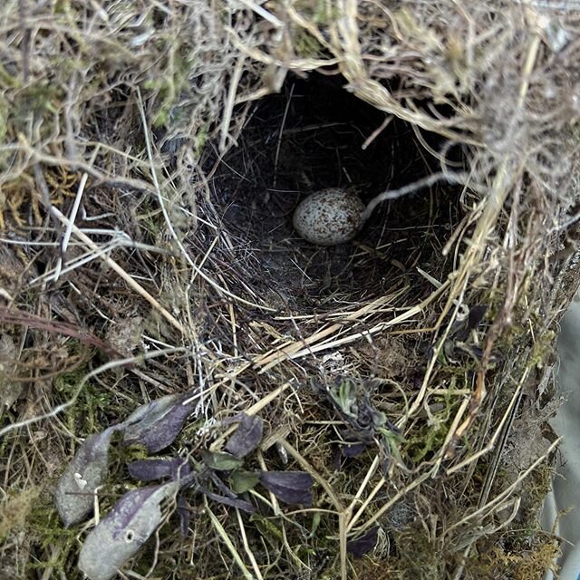 House Wren nest with a (beautiful) dud egg I discovered by accident searching for moss in a recycle bag in my outdoor tent studio. There were babies (oh god) and they flew the nest and the parents made a racket. But they were flying, and Ellen @raven