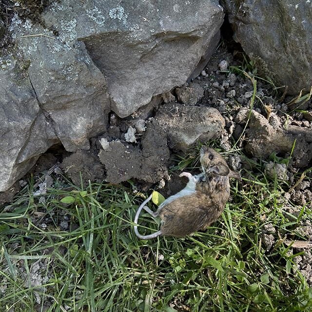 One of our cats (Mira I think) left an offering at Lulu&rsquo;s grave.