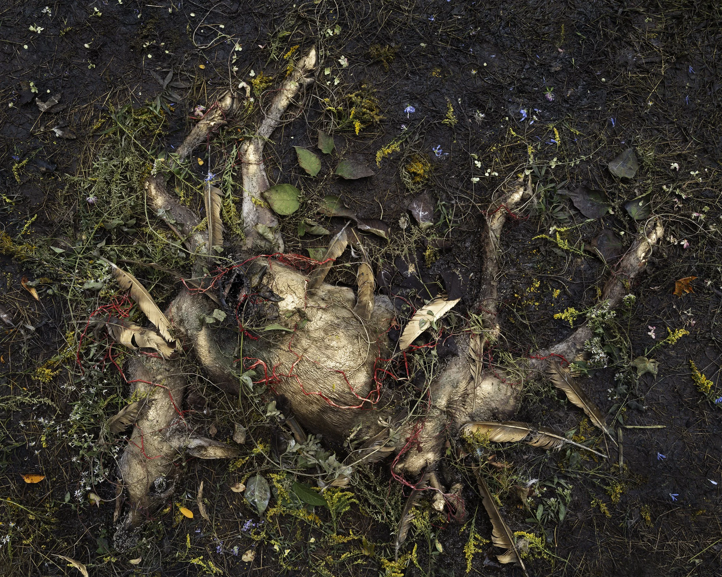  DEER Nº 4818   Tanya Marcuse photographed a deer that died on September 8, 2023, for 19 months, until its body disappeared in April 2025. Rather than a simple chronicle of decay, Deer explores a metaphysical transformation, as the deer seems to unra