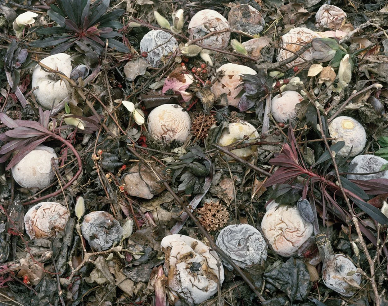  Fallen Nº 235, 2012&nbsp;&nbsp;&nbsp;&nbsp; 36 x 44" 