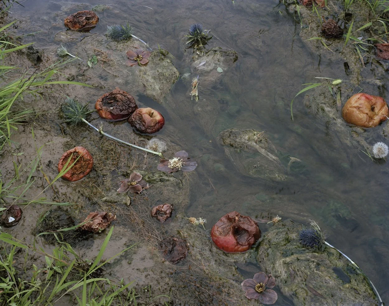  Fallen Nº 83, 2010 &nbsp; &nbsp; 44 x 54" 