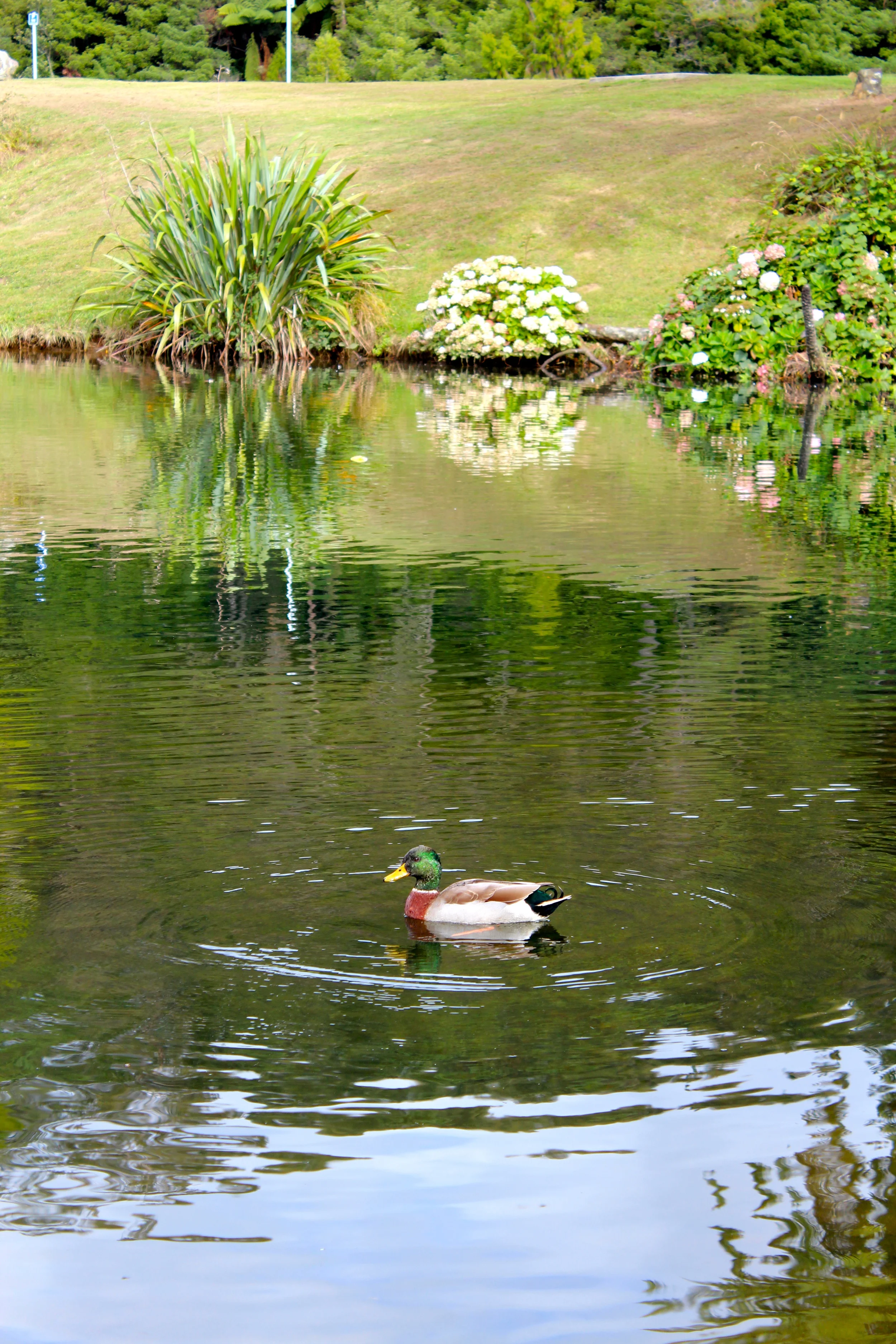 The Lord Leads Me By Quiet Waters.