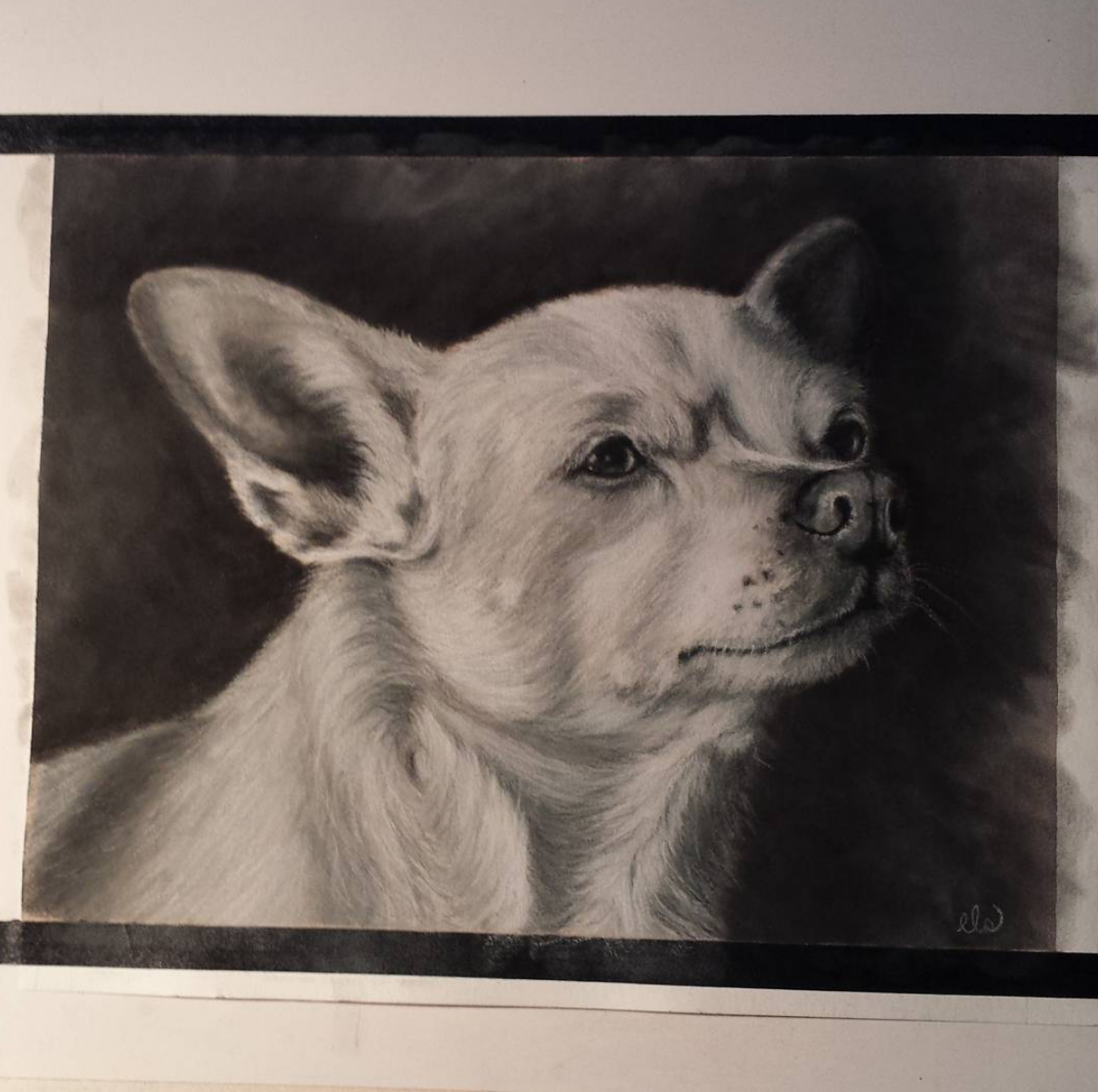 Black and Grey Pet Portraits.