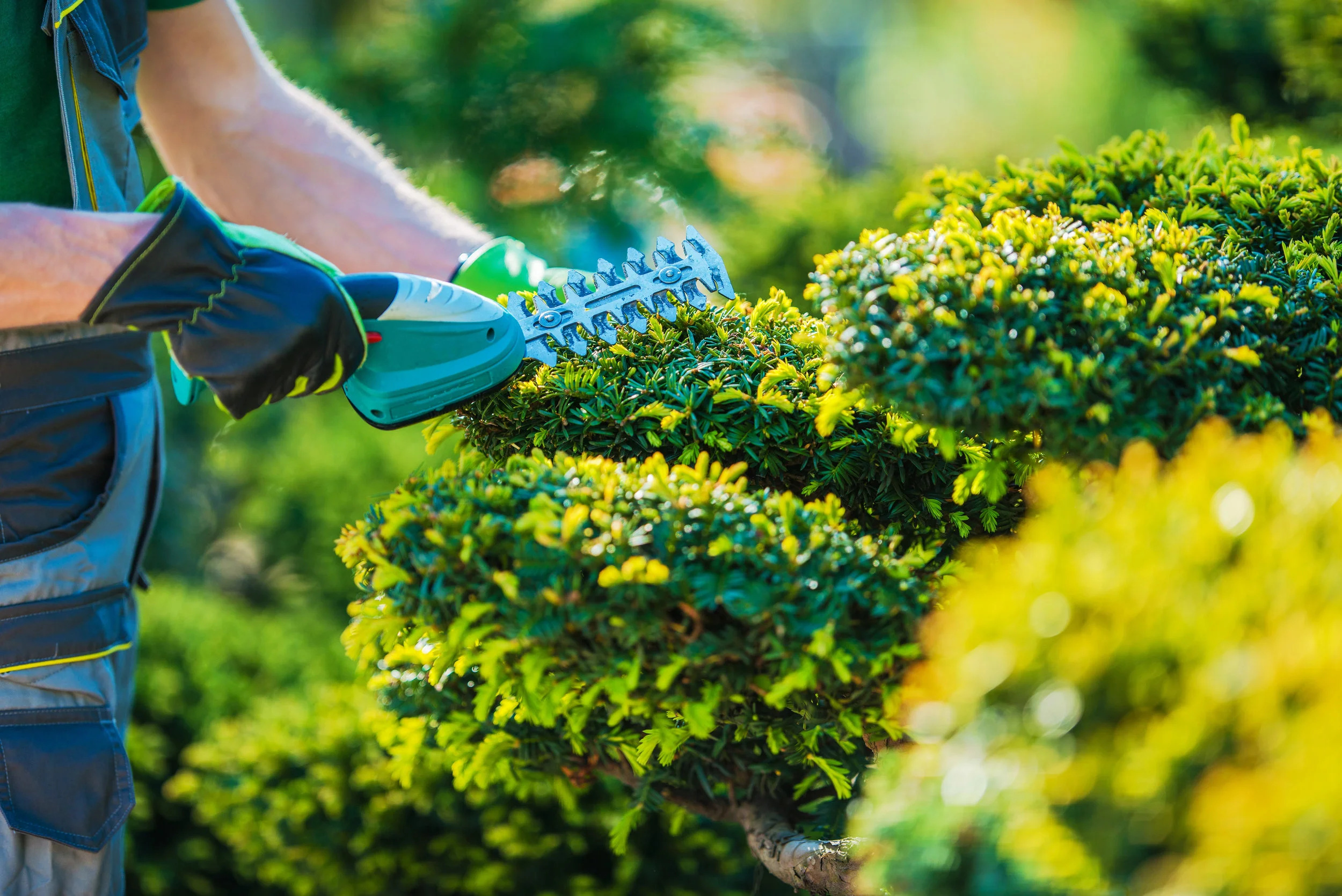 create curb appeal by trimming bushes at a house