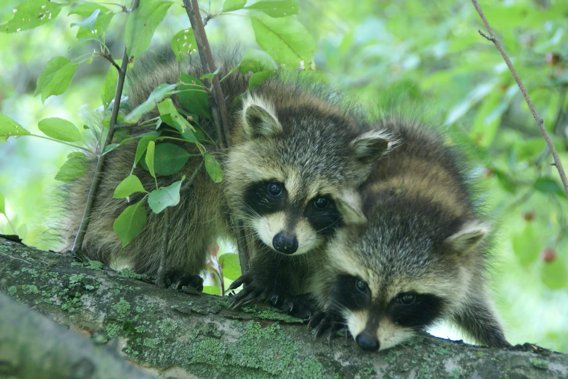 little_racoons__front__by_mpiii-d37perh.jpg