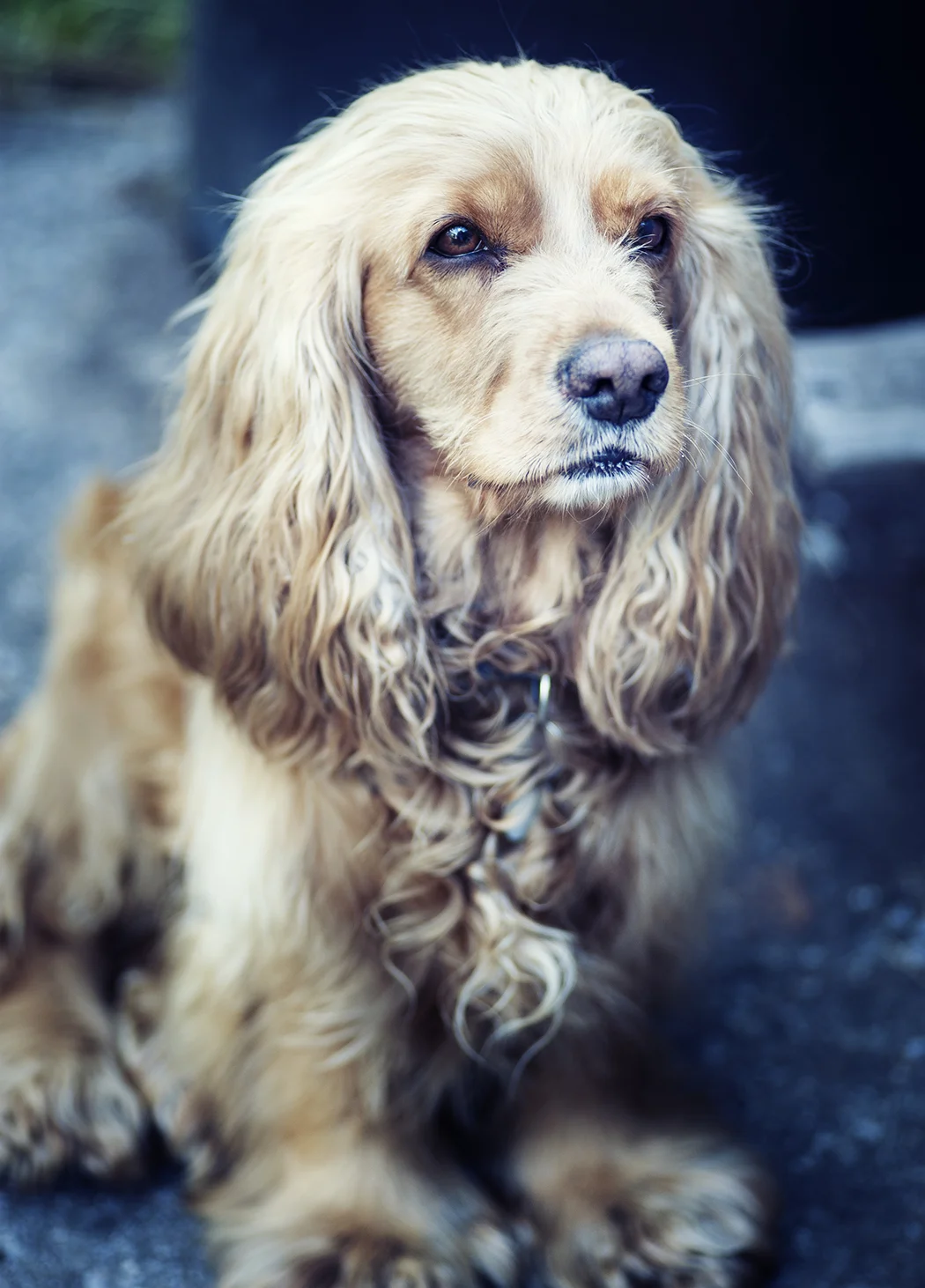 dogs1998.jpg