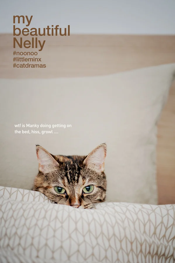 Nelly0360.jpg