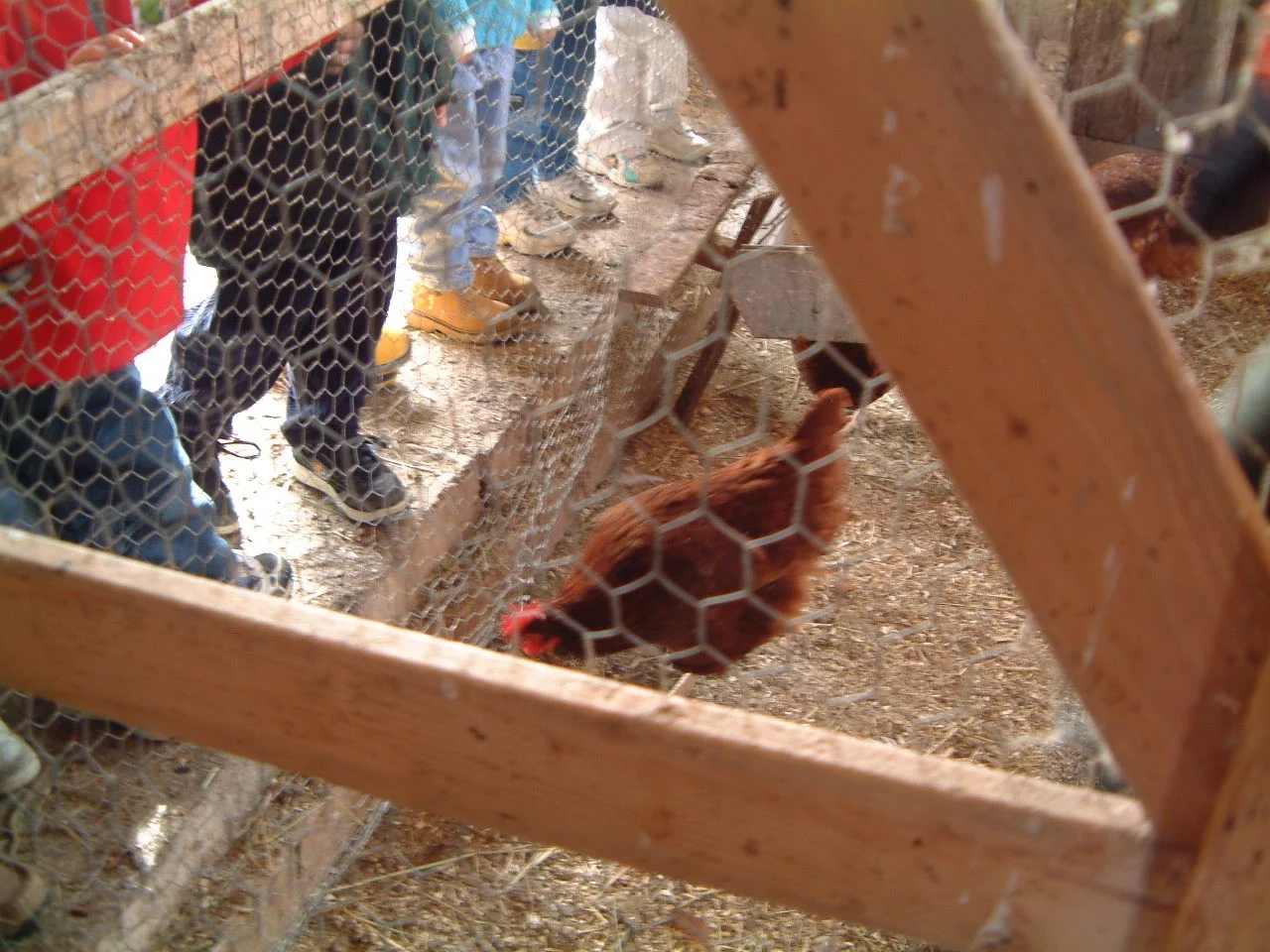 Field trip to local farm