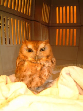 Surprise owl visit