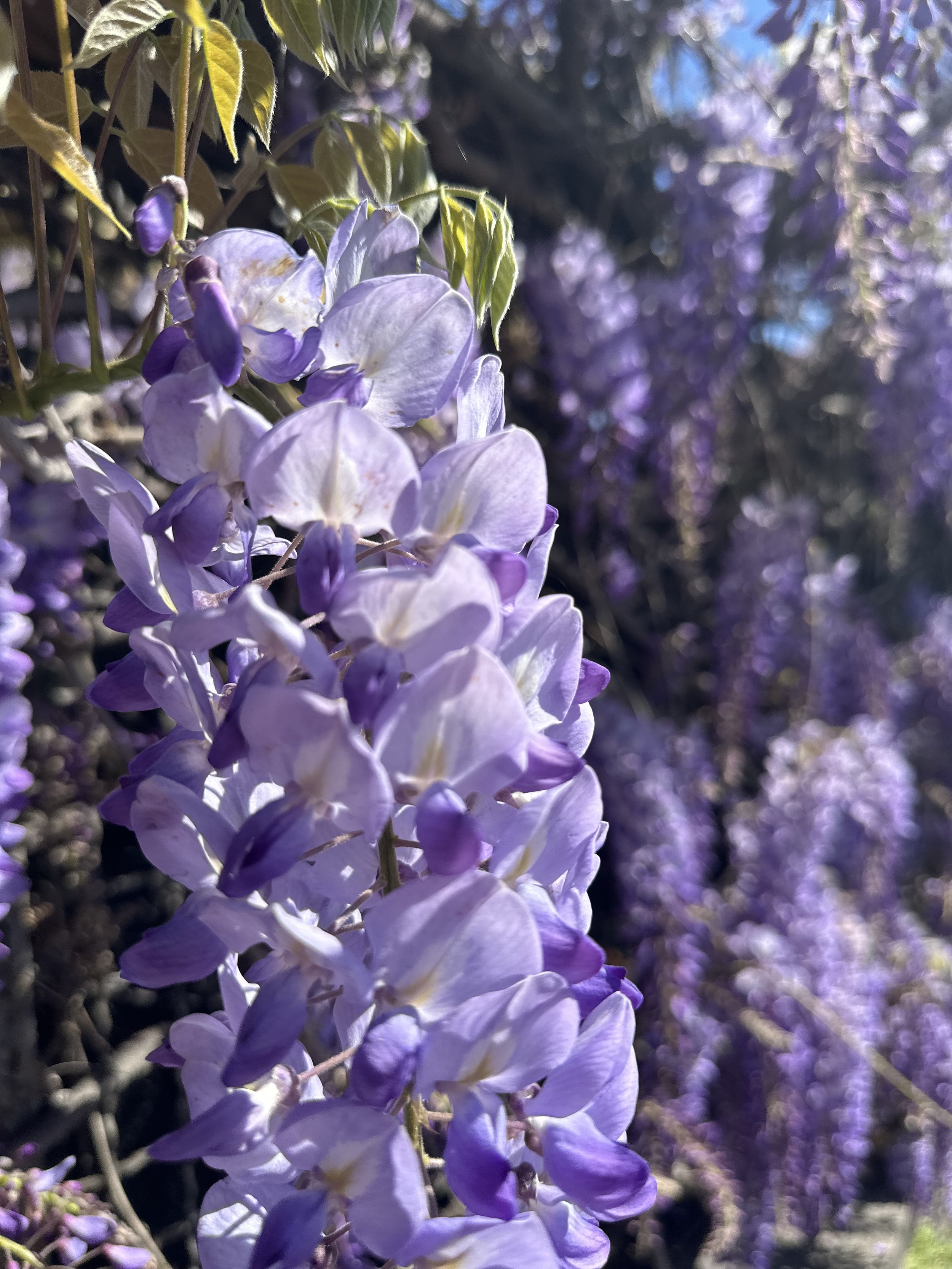  Buona primavera! 