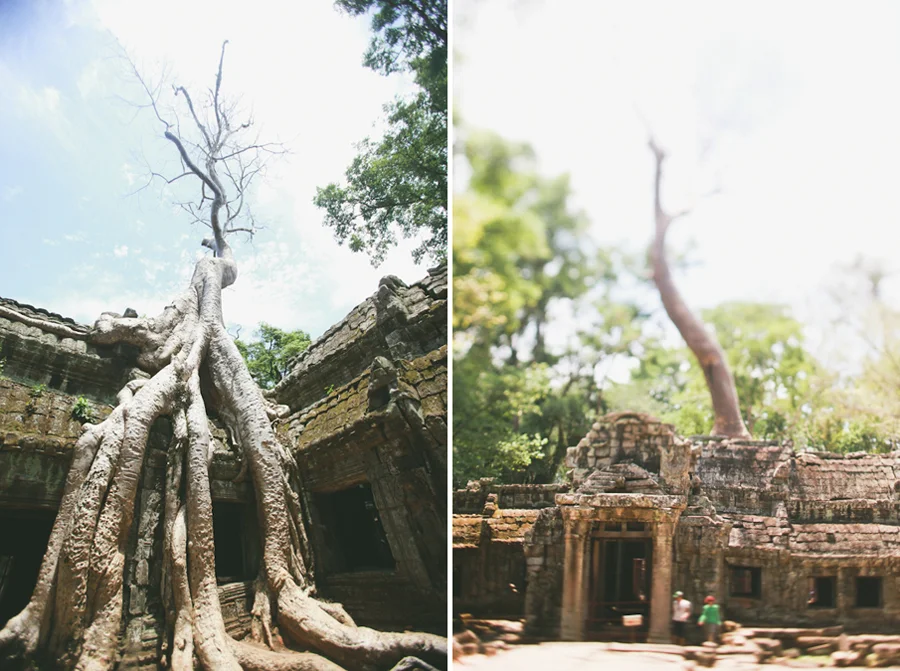 cambodia | ta prohm (the tomb raider temple)